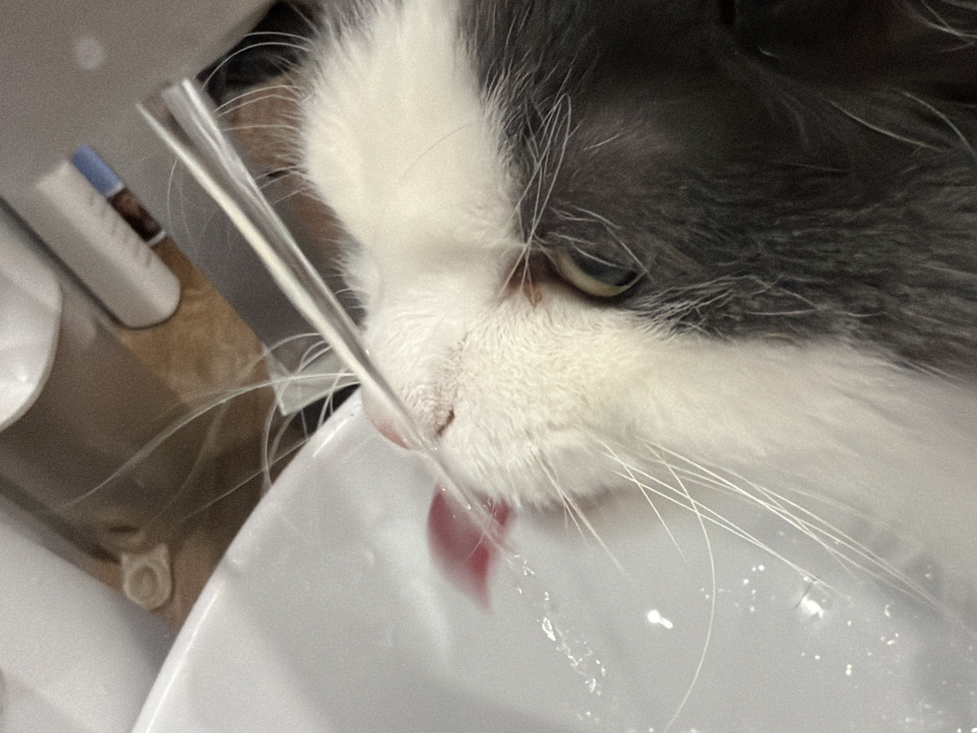 A close-up captures a grey and white cat drinking water from a modern, white water fountain. The cat's pink tongue extends to lap at the stream of water. The fountain is made of plastic. The background shows a white countertop and an object out of focus behind the fountain. There is no indication of the city of Chaikovsky, Russia in the image.