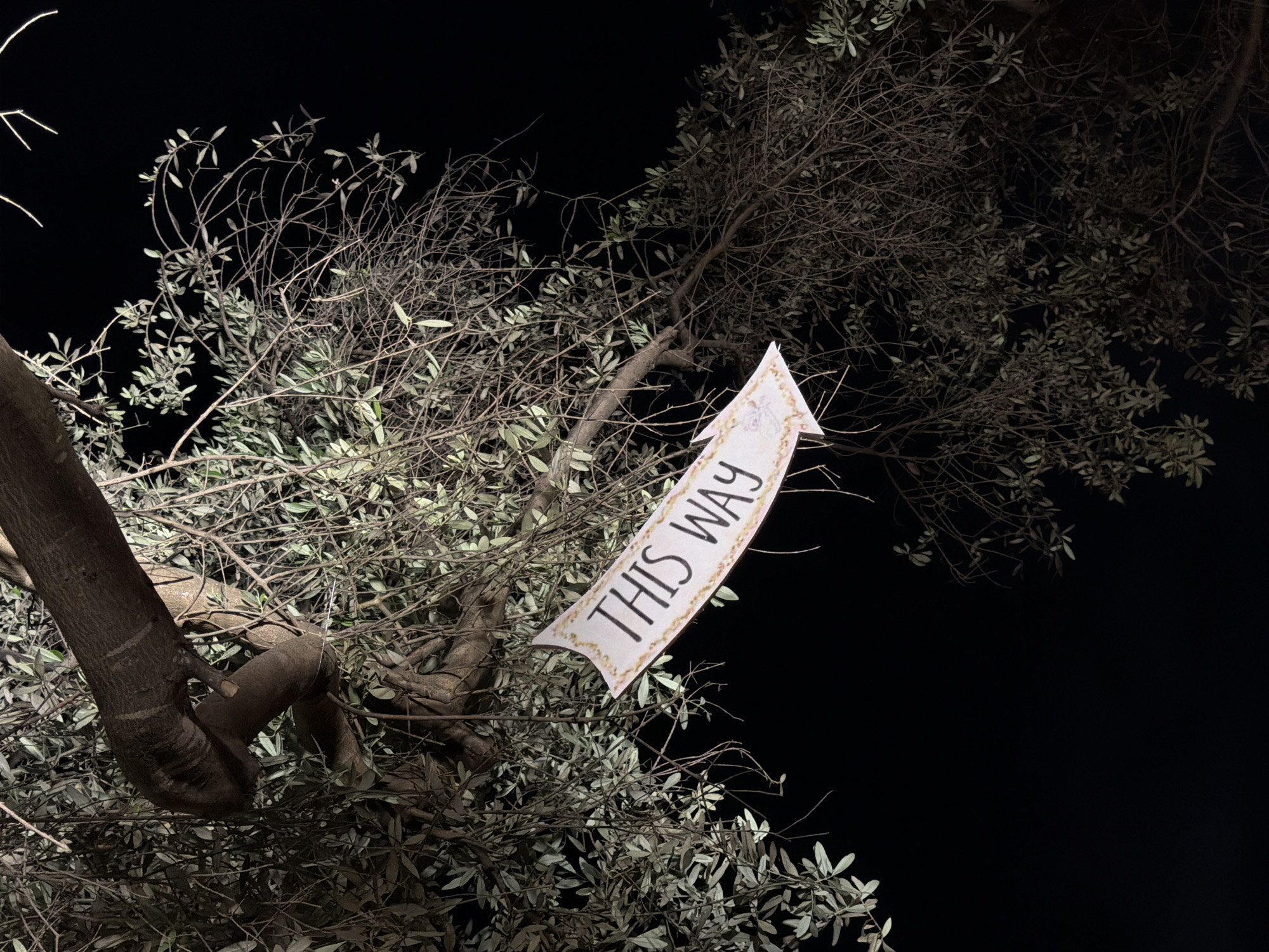 The image captures an upward view into the dense branches of a tree at night in Nir Eliyahu, Israel. The dark, starless sky serves as a stark background, emphasizing the silhouette of the tree's intricate network of branches and leaves.
The main subjects are the tree and a white, arrow-shaped sign attached to one of its branches. The tree appears to be an olive tree, characterized by its gnarled trunk and branches, and small, elongated leaves. Some branches are laden with foliage, brightly illuminated by an unseen light source from below or the side, giving them a silvery-green hue. Other branches are bare, intricate in their skeletal forms against the darkness.
Prominently featured in the mid-right of the frame is the sign, pointing upwards and to the right. It is a light-colored, possibly paper or thin cardboard, arrow with a ruffled, decorative gold-colored border. In bold, black capital letters, the sign clearly reads "THIS WAY." The text suggests a directional purpose, guiding an unseen viewer.
There is no human activity depicted, and the scene implies a quiet, nocturnal setting. The artificial lighting on the tree creates a dramatic atmosphere, highlighting the textures of the bark and leaves. The low-angle perspective makes the tree appear grand and enveloping. The overall mood is one of quiet mystery or guidance within a dark, natural environment.