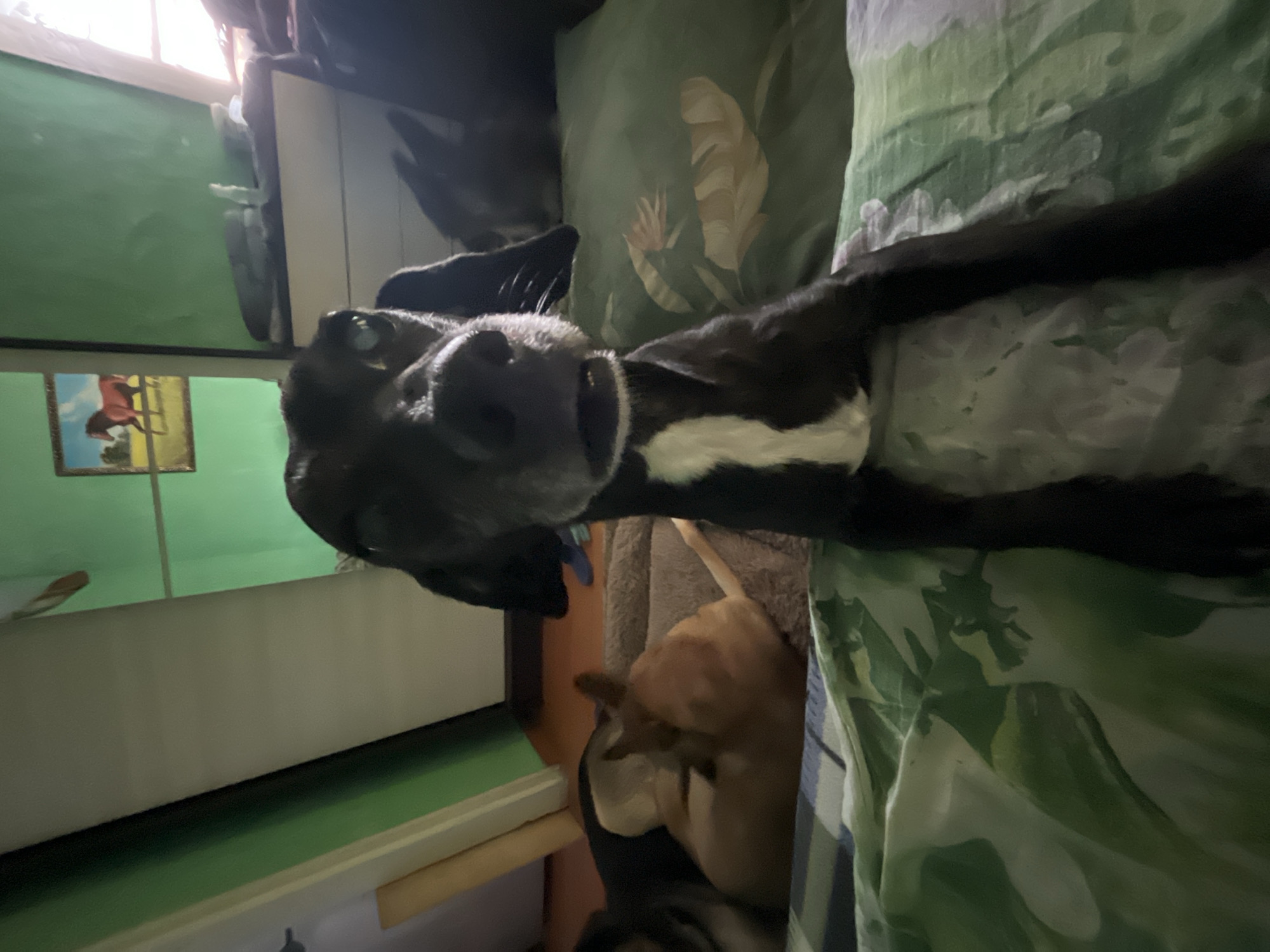 A black and white dog with a patch of white on its chest is lying on a bed covered in a green floral patterned duvet. Another dog, tan in color, is also present near the black and white dog. The room has green walls, and a painting of a horse is visible. A window is also present. The location in the city of Nizhny Tagil, Russia, is not discernible from this image.