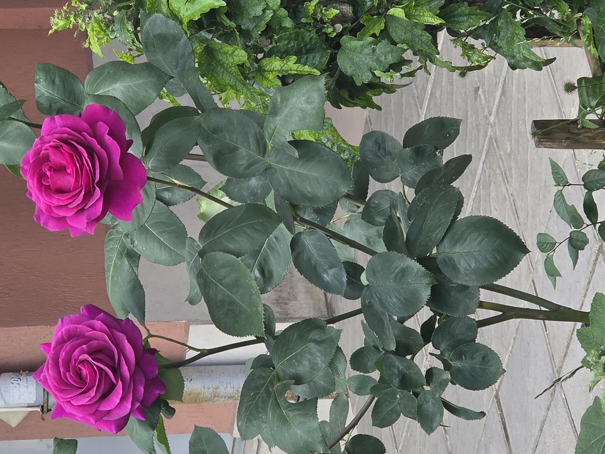 The image shows two pink roses in bloom. They are on a green-leaved stem. The background includes a brick wall, a fence, some greenery, and what appears to be a tiled walkway. The specific location in Sofia, Bulgaria, cannot be determined from the image alone.
