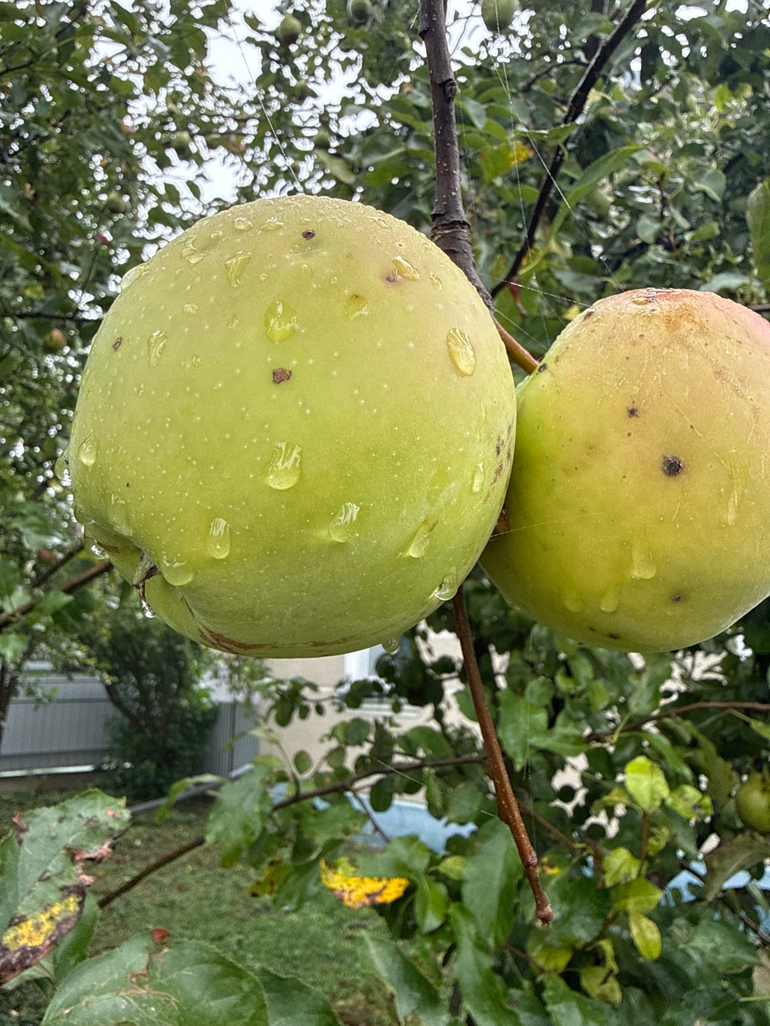 Two green apples hang from a tree branch. The apples are covered in water droplets. The background consists of green leaves and a cloudy sky. There is a hint of a fence and some buildings in the distance. The overall impression is of a damp, overcast day in an orchard or garden.