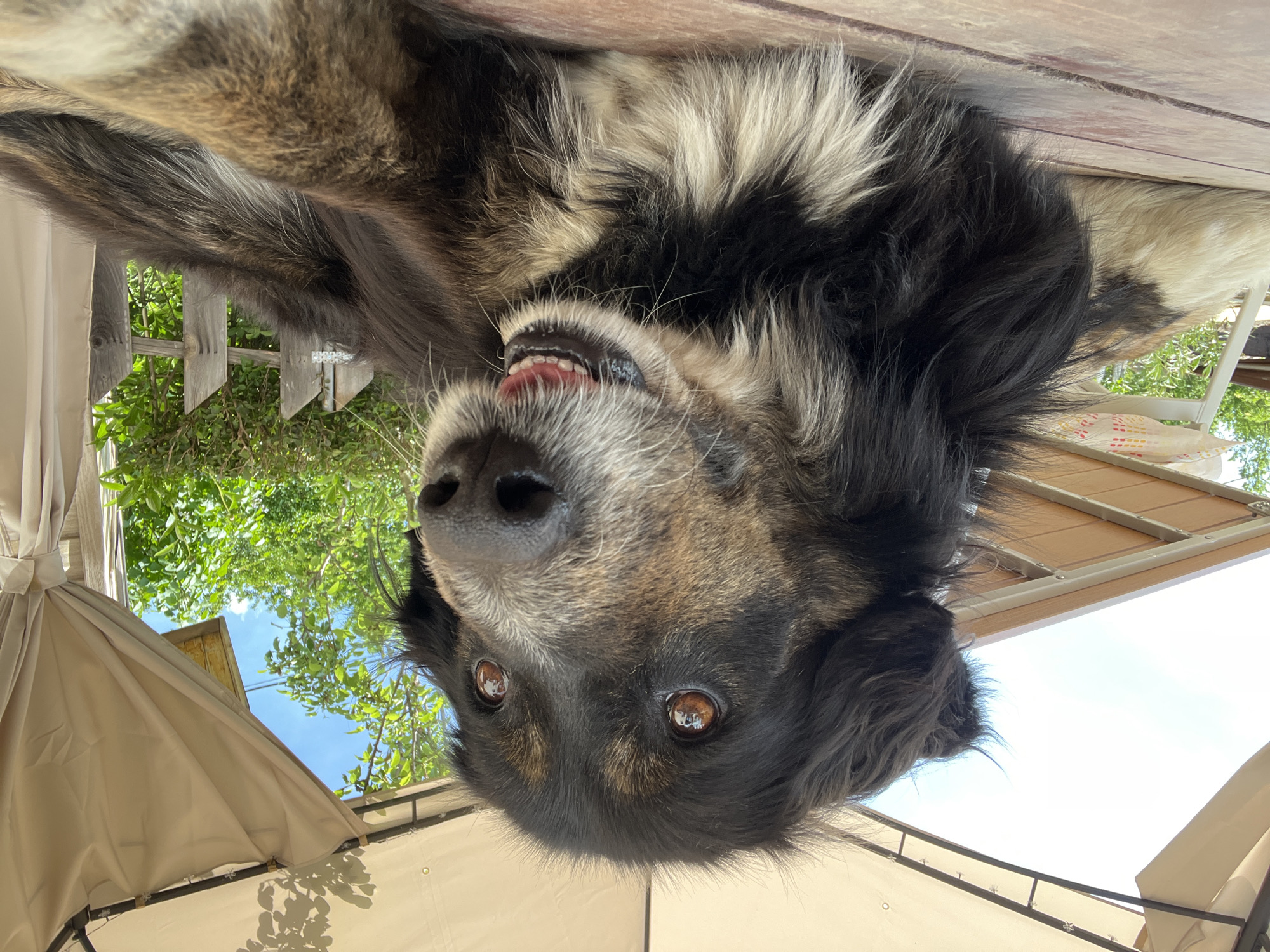 A medium-sized dog with black, white, and tan fur is the primary subject, depicted in a close-up, upside-down perspective. The dog's nose is prominent in the center of the frame, with its eyes visible above. The dog's teeth are slightly visible. The background includes a wooden structure and foliage, and the sky is visible through the trees. A partially visible tent is present. The image does not contain enough information to confirm the location in the city of Gorno Kamartsi, Bulgaria. No people are visible.
