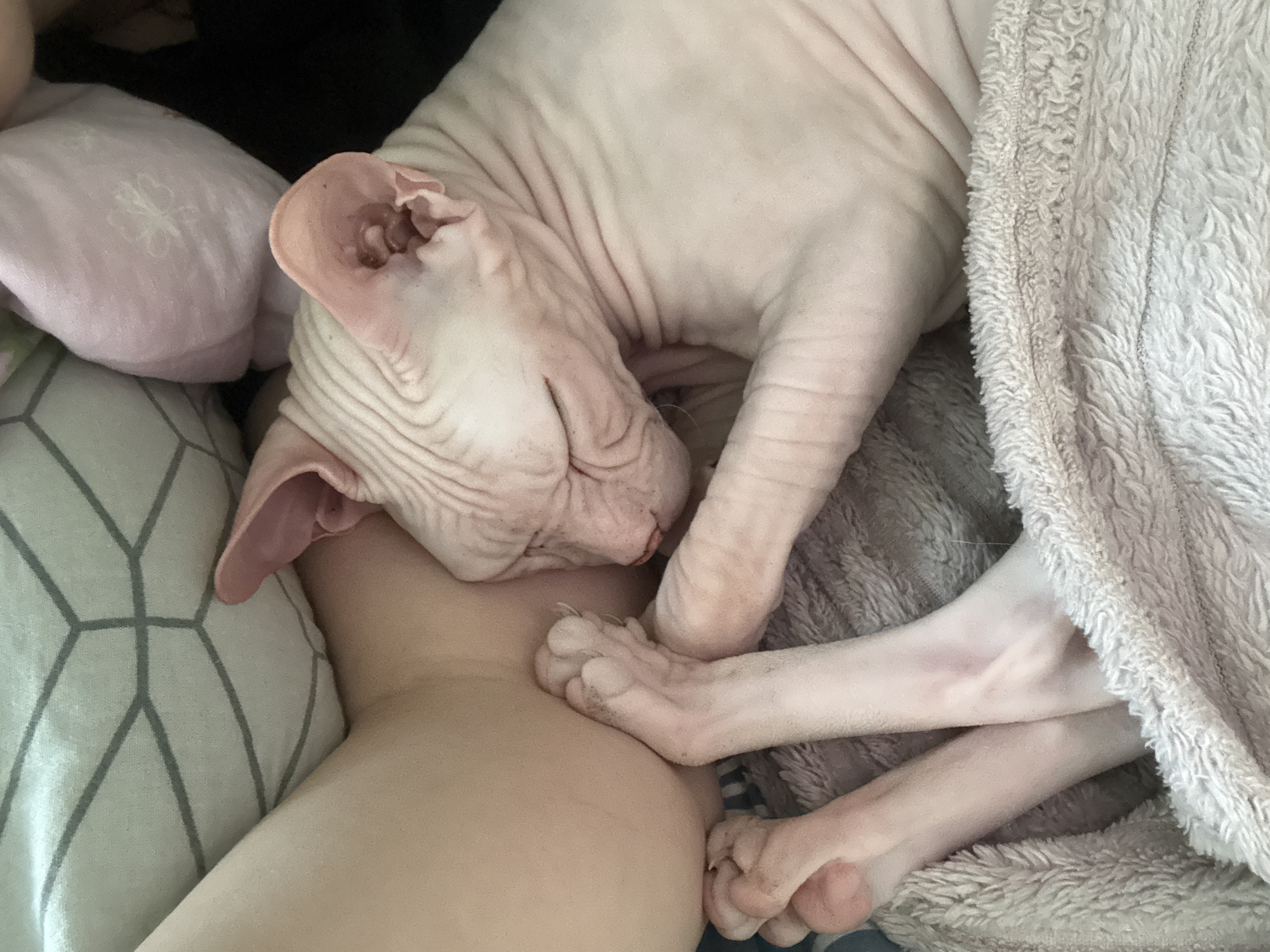 A hairless cat is sleeping next to a person's leg. The cat is light pink and has visible wrinkles on its skin. Its eyes are closed, and its paws are resting on the person's leg and a blanket. The person's leg is pale and appears to be bare. The background consists of a pillow with a geometric pattern and a pink fuzzy object. The scene is likely indoors, on a bed or sofa, based on the presence of pillows and blankets. There is no information in the image to determine the location in the city of Krasnoyarsk, Russia.