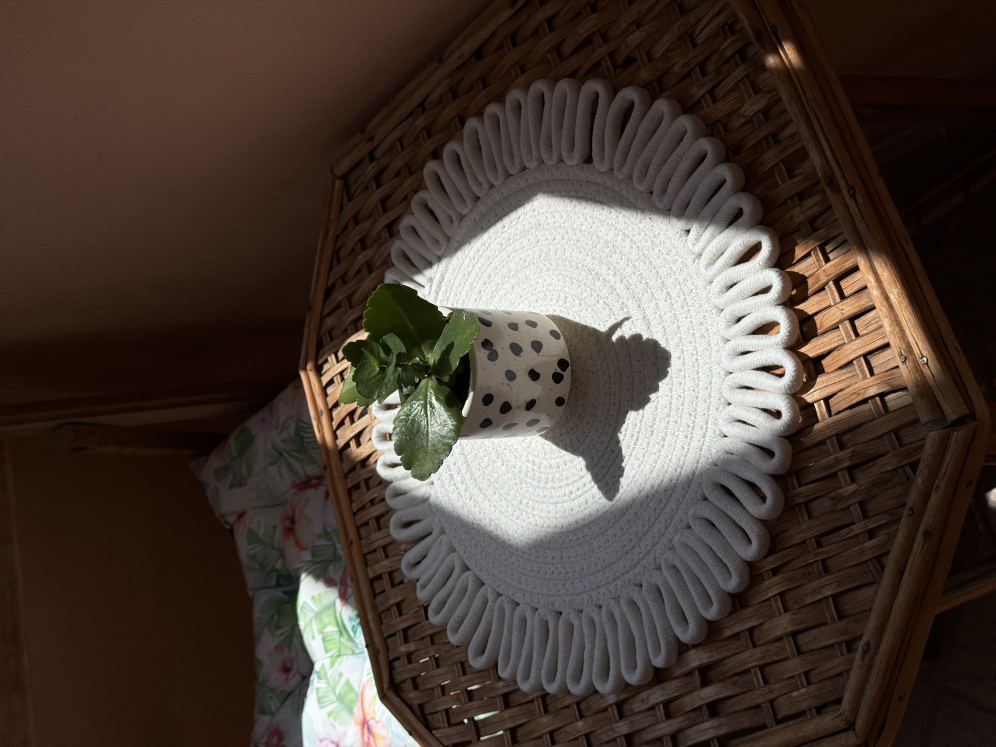 This image presents an indoor still life, likely captured in a home setting in Lovech, Bulgaria. The central focus is a small potted plant resting on a decorative, round white placemat.
The plant features vibrant green, somewhat fleshy leaves and is housed in a white ceramic pot speckled with irregular black polka dots. This pot sits directly on a circular white placemat, which has a tightly braided, textured center and a distinctive scalloped edge made from looped white cord.
The placemat and plant are placed on a large, woven wicker surface, which appears to be part of a piece of furniture, possibly a table or the flat armrest of a chair. The wicker exhibits a natural, light brown hue with varying tones, and its intricate weave pattern is clearly visible, especially in the sunlit areas.
The scene is illuminated by strong, direct natural light, likely sunlight, suggesting either morning or late afternoon. This light creates a bright, irregular patch on the placemat and the plant pot, contrasting sharply with the deep shadows that envelop much of the wicker surface and the surrounding areas of the room. A soft, floral-patterned pillow, featuring green leaves and pink flowers, is partially visible in the lower-left background, hinting at a cozy domestic environment. The upper-left background shows a plain, solid-colored wall or ceiling in a warm, earthy tone.
There are no people or explicit activities depicted in the image, nor is there any visible text. The overall atmosphere is tranquil and highlights the interplay of light and shadow on everyday objects.