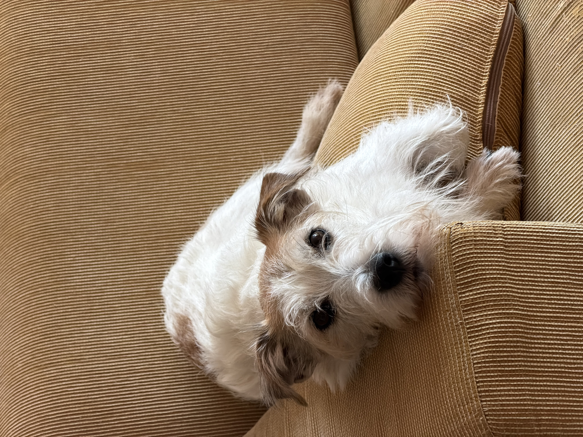 A medium shot depicts a small, mostly white dog lounging on a tan, corduroy couch. The dog has brown markings around its ears and tail. Its head rests on the corner of a cushion, looking directly at the viewer. The couch appears to be indoors. There is no evidence of the location of Tel-Aviv, Israel.