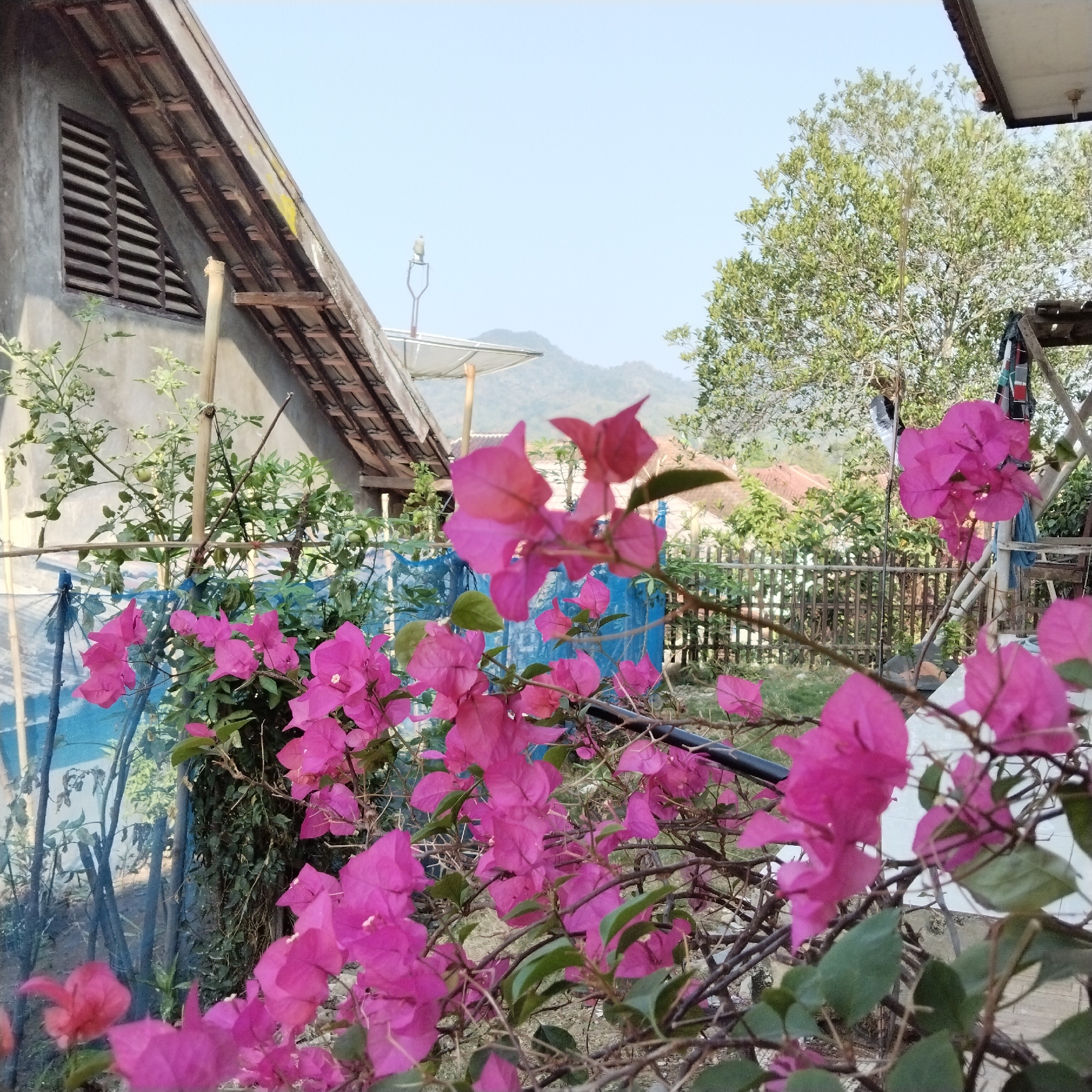 The image depicts an outdoor scene in Karangbaru, Indonesia, focusing on bright pink bougainvillea flowers in the foreground. Behind the flowers, a blue mesh fence is visible, behind which is a rustic wooden fence. Further in the background, a house with a tiled roof and a slatted window is present, along with trees and distant hills under a clear sky. A satellite dish is mounted on the roof of the house. The overall setting appears to be a residential yard.