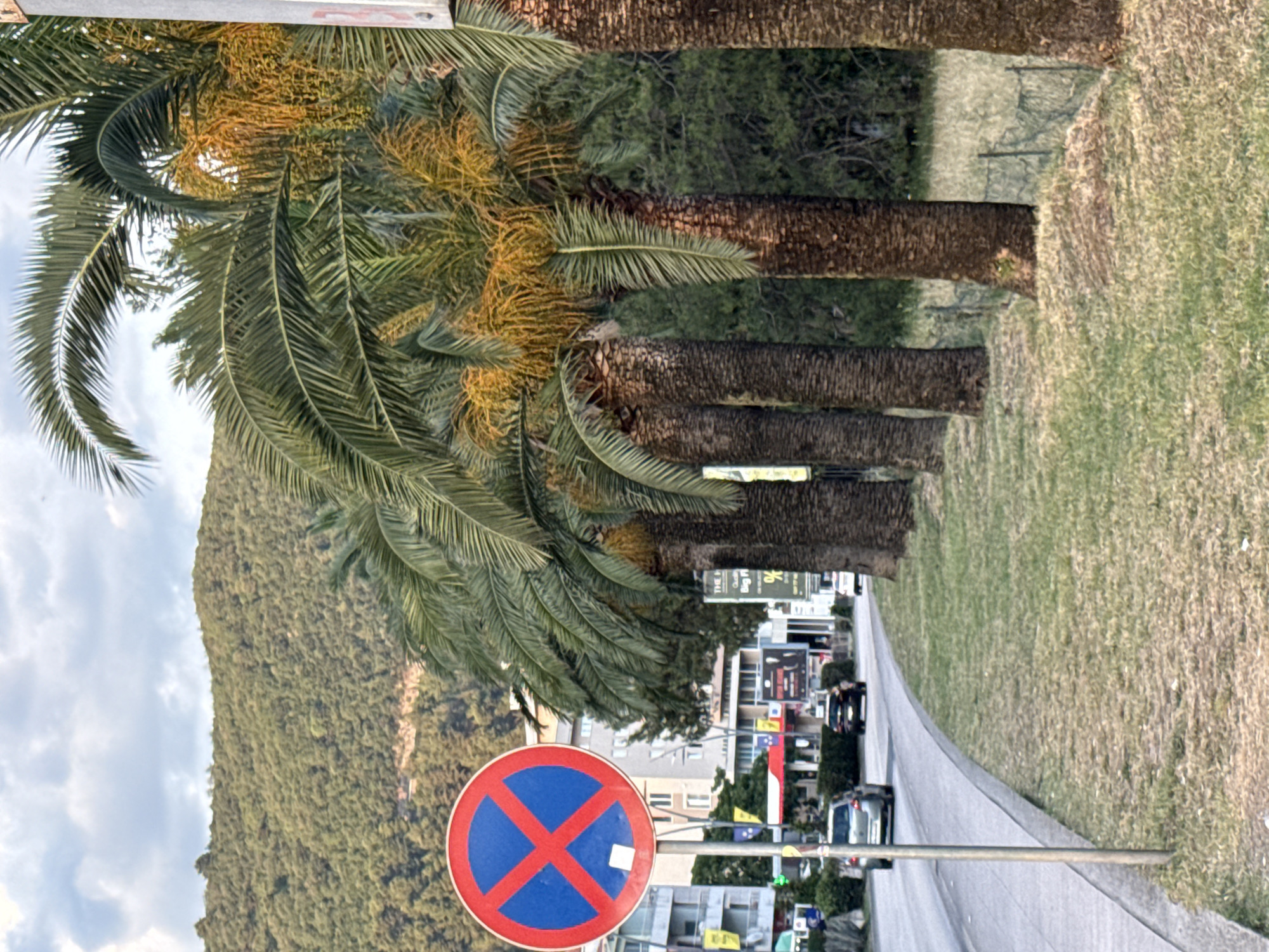 The image shows a street scene in Budva, Montenegro, likely in the vicinity of the Slovenska Plaža or a similar coastal area, characterized by palm trees, a road, and buildings. In the foreground, a circular blue and red traffic sign with a red "X" shape is prominently displayed on a pole, indicating a "No Stopping" zone. To the right of the sign, a row of mature palm trees with thick, textured trunks and feathery fronds lines a grassy median. Some of the palm trees have clusters of yellowing fruit or inflorescences.
The road curves to the left, with a concrete sidewalk bordering the grassy area. Several cars are visible on the road: a silver hatchback driving away from the viewer in the left lane, and a dark SUV and a white car further down the road. Beyond the road, a commercial area with multi-story buildings is visible, displaying various signs, including what appears to be a gas station and storefronts. The buildings have a mix of architectural styles, with some appearing modern. In the background, a densely forested green hill rises, characteristic of the coastal landscape of Montenegro. The sky above is partly cloudy with a soft, diffused light, suggesting it may be late afternoon or early evening. The overall atmosphere is that of a typical urban street scene with a strong Mediterranean influence due to the presence of palm trees and the coastal setting.