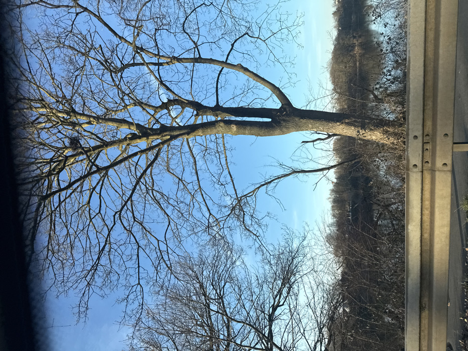 A bare tree dominates the left side of the image, its branches reaching into a clear blue sky. Below it, another tree mirrors the bareness. The right portion of the image displays a denser grouping of trees along what seems to be a body of water, with a metallic guardrail prominently featured in the foreground. The scene evokes a winter or early spring setting. The perspective is upward, looking towards the sky.