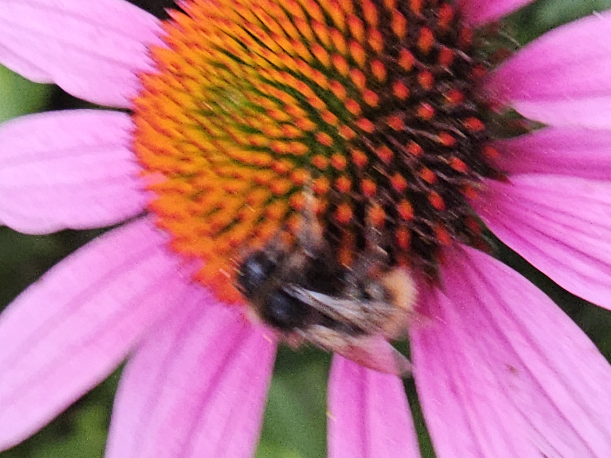 A close-up, macro photograph captures a bumblebee on the center of a pink coneflower. The bee, with its furry black and yellow body and clear wings, is positioned prominently, appearing to forage among the flower's spiky, orange and green center. The vibrant pink petals of the coneflower extend outwards, out of focus in the foreground and background, creating a soft bokeh effect. The image is taken outdoors, with hints of green foliage in the background, suggesting a natural setting. The exact location in Khimki, Russia is not identifiable from the visual information provided.
