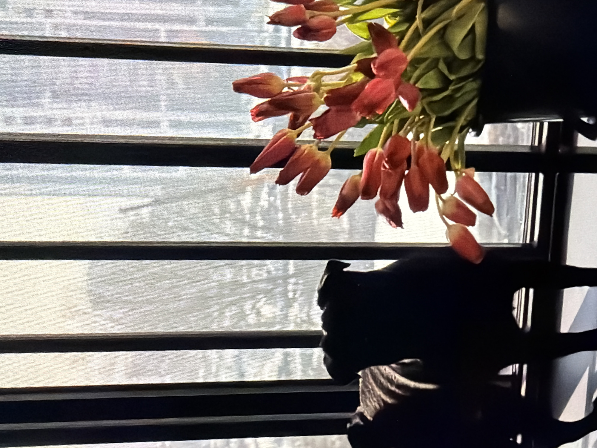 The image captures a still life scene indoors, with a window providing a backdrop. In the foreground, a dark silhouette of what appears to be a dog is positioned on the left, facing away from the viewer. To the right of the dog, a bouquet of red tulips in a dark vase is visible. The tulips are mostly in bud or early bloom. Through the window, a blurred outdoor scene with trees is discernible, suggesting it might be daytime. The window is partially obscured by vertical dark bars, possibly part of a railing or screen. The lighting suggests natural light filtering in from the window. There are no people visible in the image, and no specific details indicate a location in Sirius, Russia.