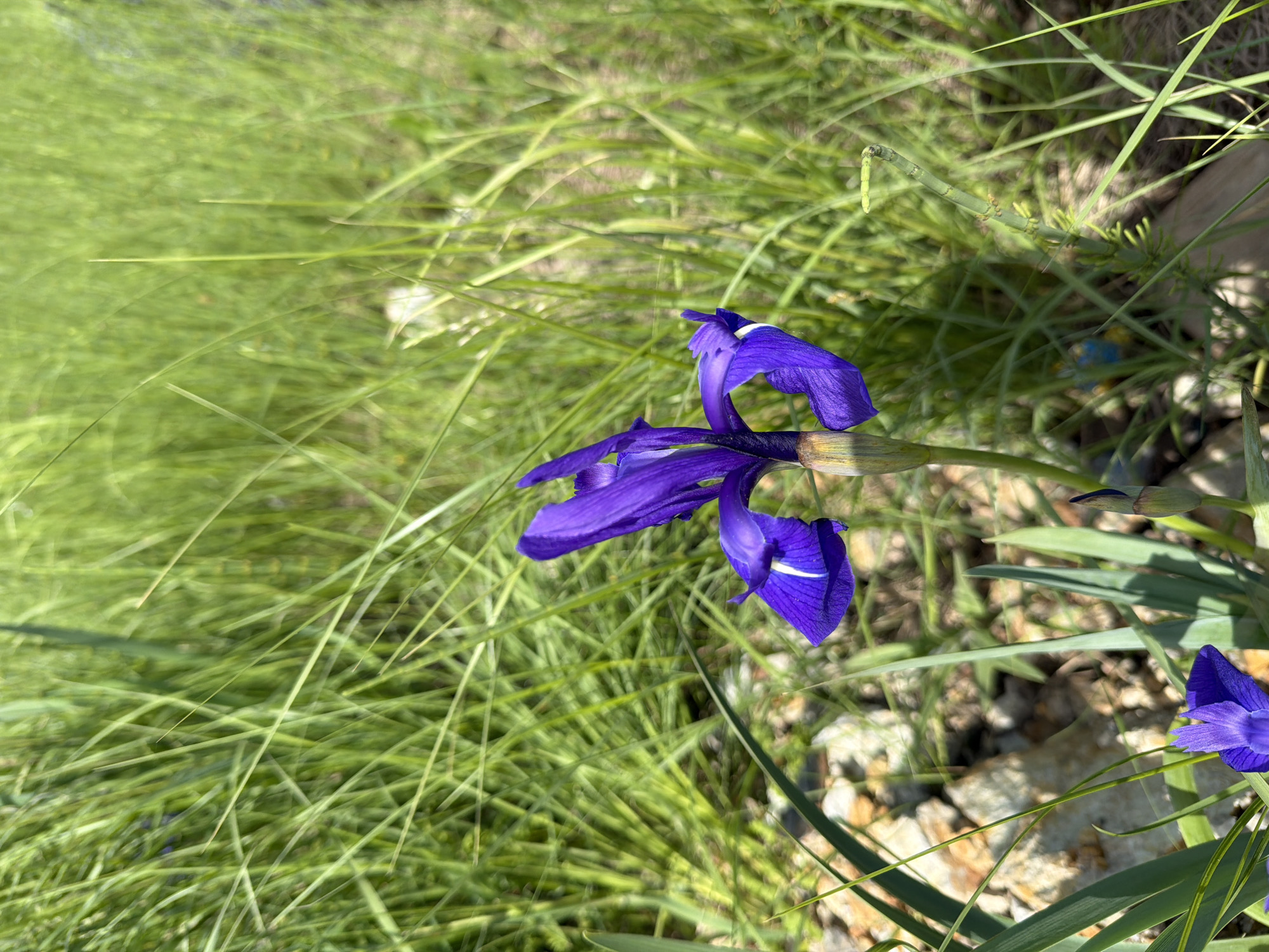 A close-up, eye-level shot captures a vibrant purple iris flower in bloom, set against a backdrop of tall, lush green grass. The iris, positioned slightly off-center to the right, displays its delicate petals, with white markings accentuating its delicate structure. Sunlight filters through the grass, creating a natural, outdoor scene. Small, light-colored pebbles are visible at the base of the flower, hinting at the terrain. A bud of the same purple iris is also present, along with slender green leaves. The scene evokes a sense of nature's beauty in a wild, uncultivated setting.