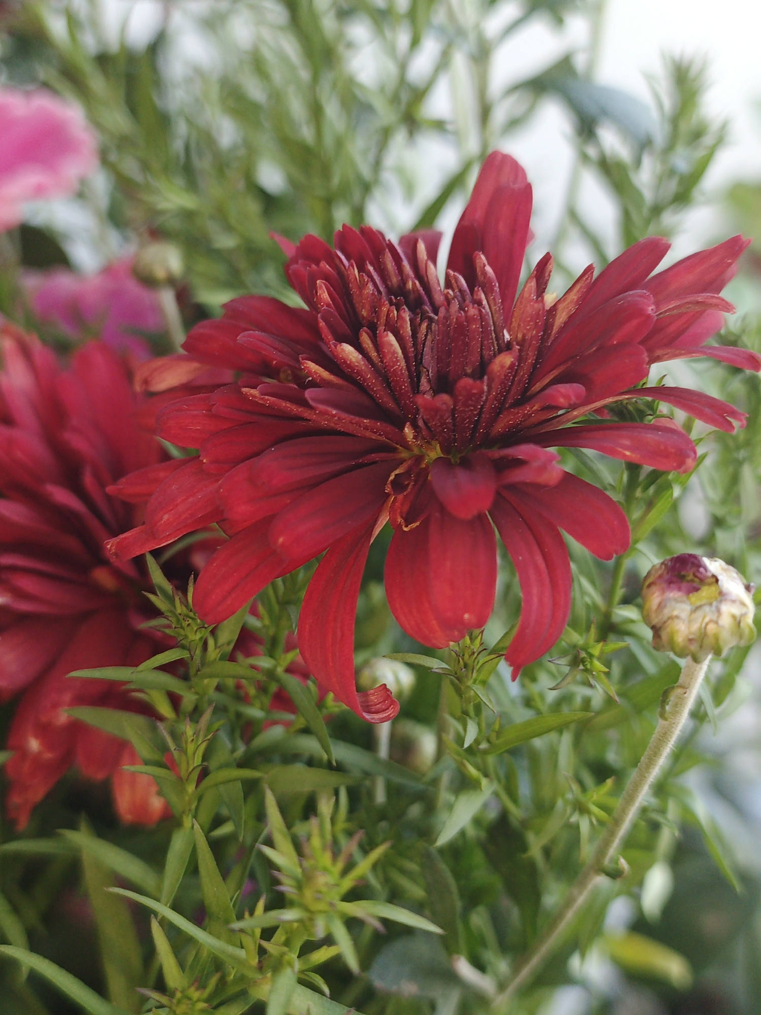 The image is a close-up photograph of a cluster of red chrysanthemums. The central flower, in sharp focus, displays numerous velvety, dark red petals with water droplets. To the left, another red chrysanthemum is visible, blurred due to the shallow depth of field. In the foreground, green foliage and a single, unfurling chrysanthemum bud are present. The background is a soft blur of green and white, suggesting an outdoor setting. There are no people or animals in the image, and no specific identifiable landmarks are visible. The scene is a floral arrangement, likely in a garden or as a bouquet. No information about the location in Zlatoust, Russia can be inferred from the visual content.