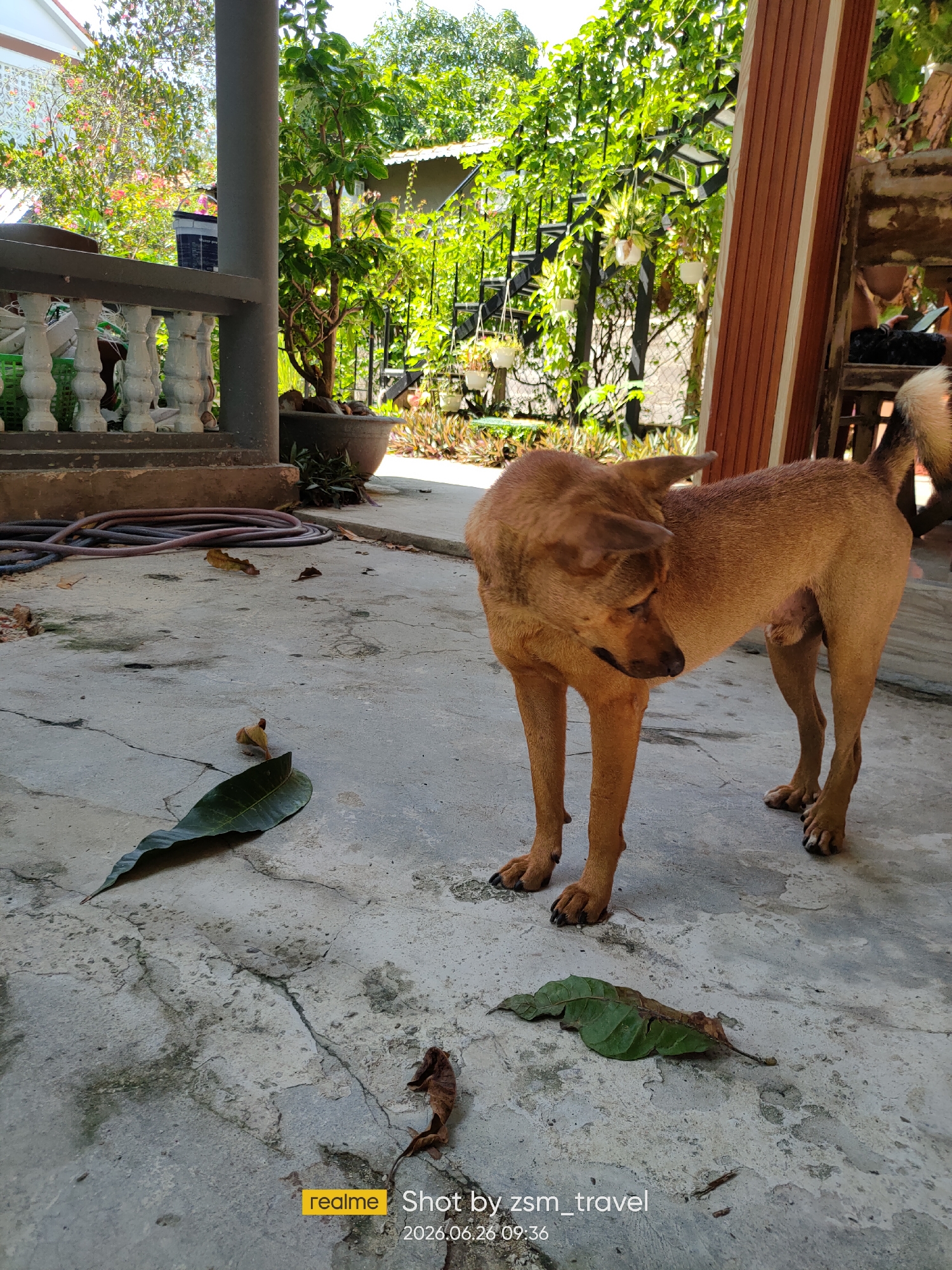 This image shows a medium-sized, short-haired brown dog standing on a concrete ground in an outdoor setting. The dog is looking down and to its left, with its ears slightly perked. Its tail is mostly out of frame but appears to be wagging slightly. The ground is cracked and weathered, with several fallen leaves scattered around.
In the background, there is a covered porch area with a railing and a pillar. Beyond the porch, lush green foliage and trees are visible, suggesting a tropical or sub-tropical environment. Sunlight is filtering through the leaves, indicating it is daytime. The overall setting appears to be a residential area, possibly a yard or courtyard in Phu Thuy Ward, Vietnam, given the location context.
The image includes a watermark at the bottom right corner that reads "realme Shot by zsm_travel 2026.06.26 09:36". This watermark provides information about the device used for capture, the photographer's handle, and the date and time the photo was taken. The lighting suggests it is a bright, sunny day.