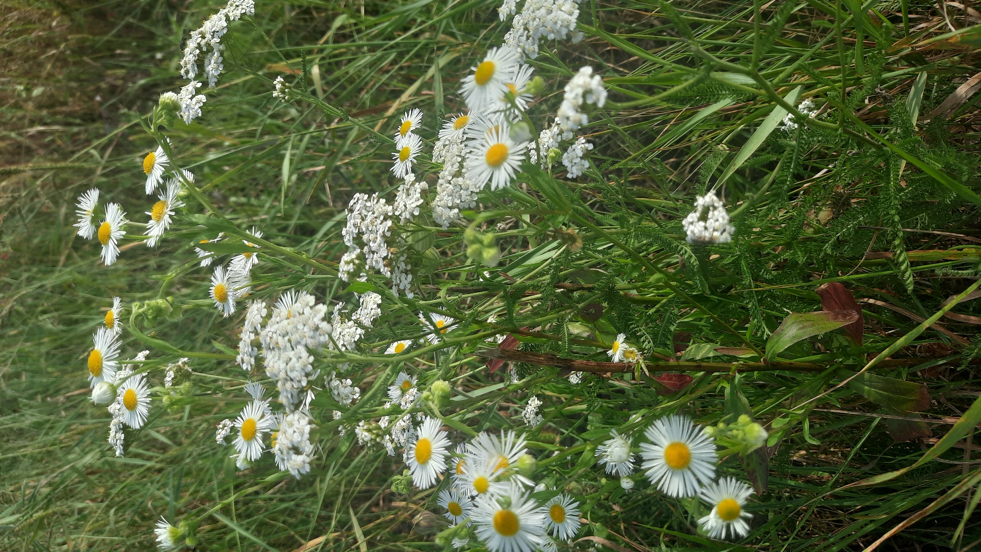 A field of white daisies with yellow centers and delicate white wildflowers is depicted in this outdoor scene. The flowers are nestled amongst lush green grass and foliage, suggesting a natural, possibly rural setting. The lighting indicates it is daytime, with sunlight illuminating the scene. The image does not contain any people or specific landmarks that would allow for identification of a location within the city of Shklov, Belarus.