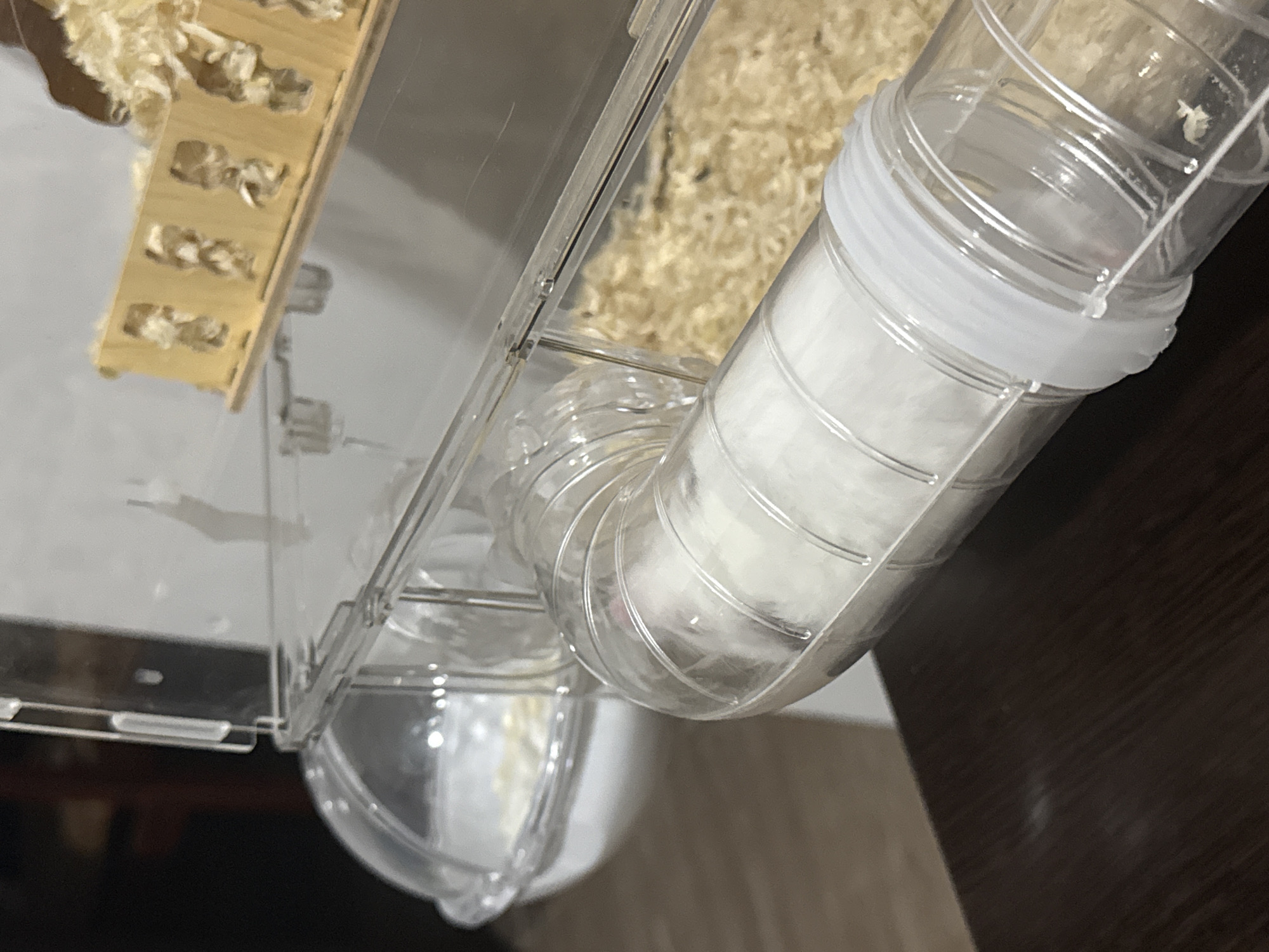 An indoor close-up shot depicts a hamster in a clear plastic tube connected to a multi-level cage with wood shavings. The hamster, primarily white with a pink nose, is partially visible within the tube, appearing to be moving through it. The cage features a small wooden structure with rectangular cutouts, also filled with wood shavings. The overall environment suggests a pet habitat. No information about Vostok, Kyrgyzstan is depicted in the image.