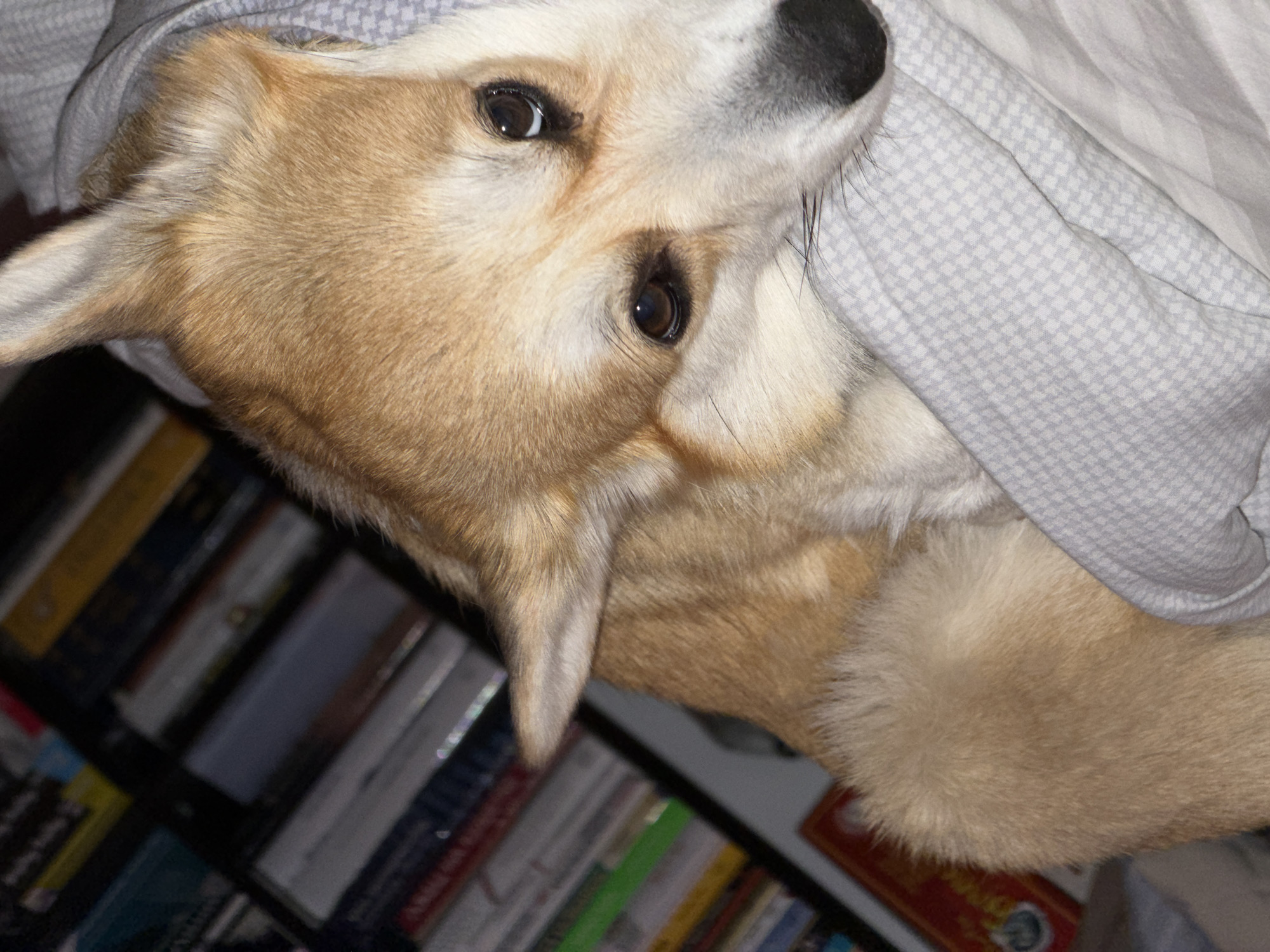 A tan and white corgi dog lies under a gray and white patterned blanket. A bookshelf filled with books is visible in the background. The location is not specified, nor can it be deduced from the image.