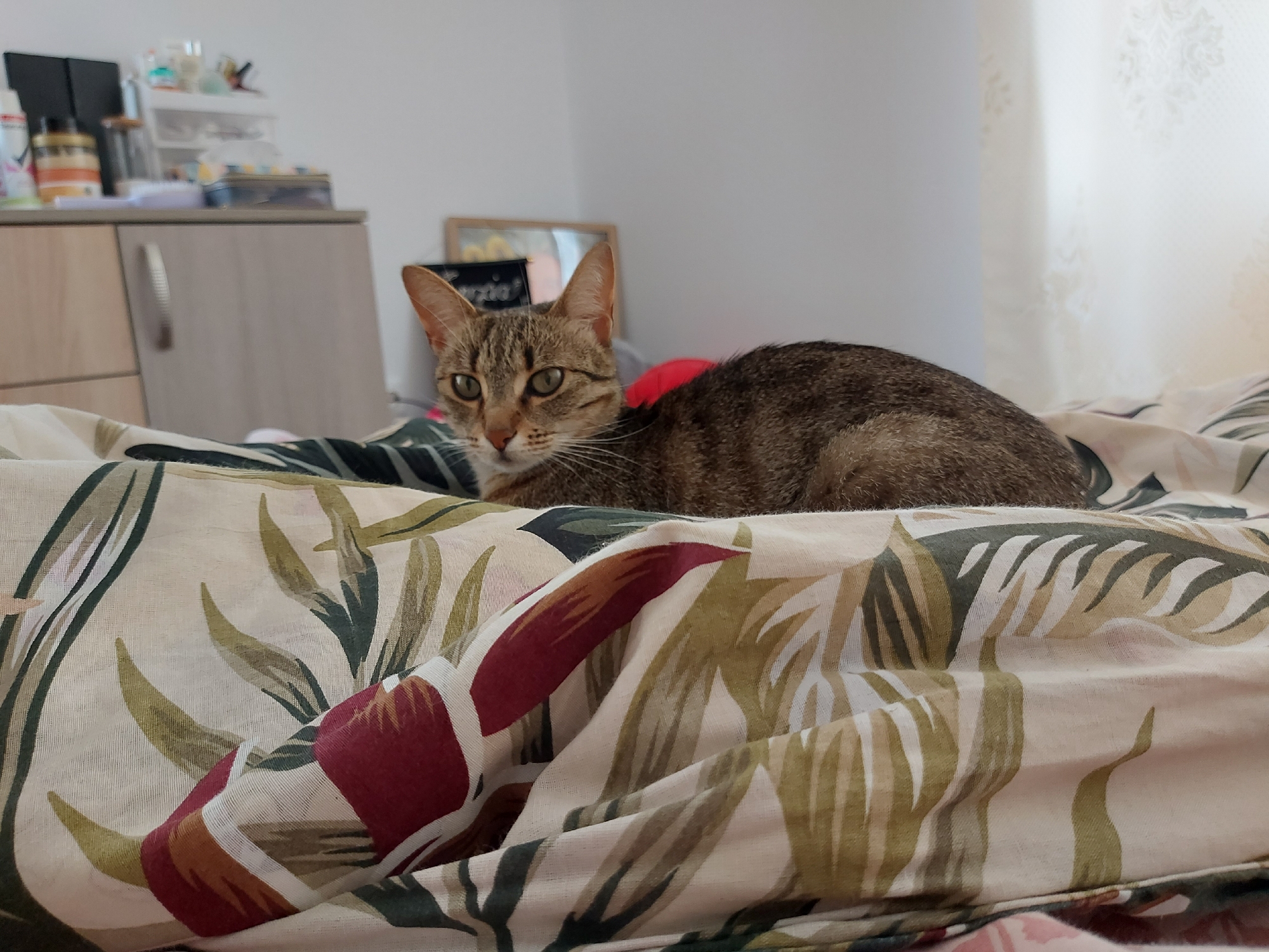 A domestic shorthair cat, exhibiting tabby markings in shades of brown and black, is the central subject of the image. The cat is lying on a bed covered with a patterned duvet or sheet, featuring large leaf designs in green, olive, red, and cream hues. Its head is slightly raised, and it gazes directly at the viewer with open, alert green eyes. A small red object is partially visible near the cat's back, possibly a toy or part of an accessory.
The setting appears to be indoors, likely a bedroom or a cozy living area. In the background on the left, a light-colored wooden cabinet or dresser is visible, topped with various personal items, including bottles, containers, and what appears to be a small white shelving unit holding more objects. On the right, a plain white wall extends upwards, and a window covered with sheer, white curtains featuring a subtle floral or lace pattern provides natural light to the scene. A small, framed mirror is also partially visible on the wall. The overall ambiance suggests a comfortable, domestic environment during daytime. The location context for this image is Shumen, Bulgaria. No discernible text is visible.