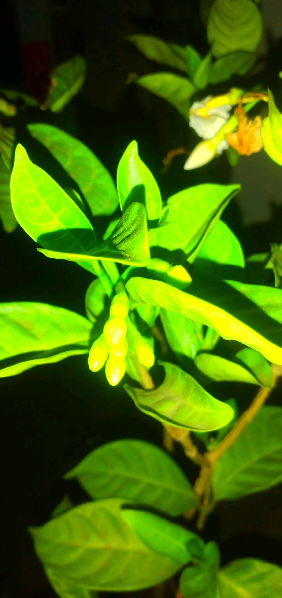 A close-up, dimly lit shot features a cluster of bright green flower buds on a plant. The buds are elongated and pointed, with a subtle yellow hue. They are surrounded by several vibrant green leaves, some of which are unfurling. In the background, a wilted white and orange flower is visible, along with more blurred green foliage and a dark, indistinct background. The image appears to have been taken in Rahong, Indonesia.