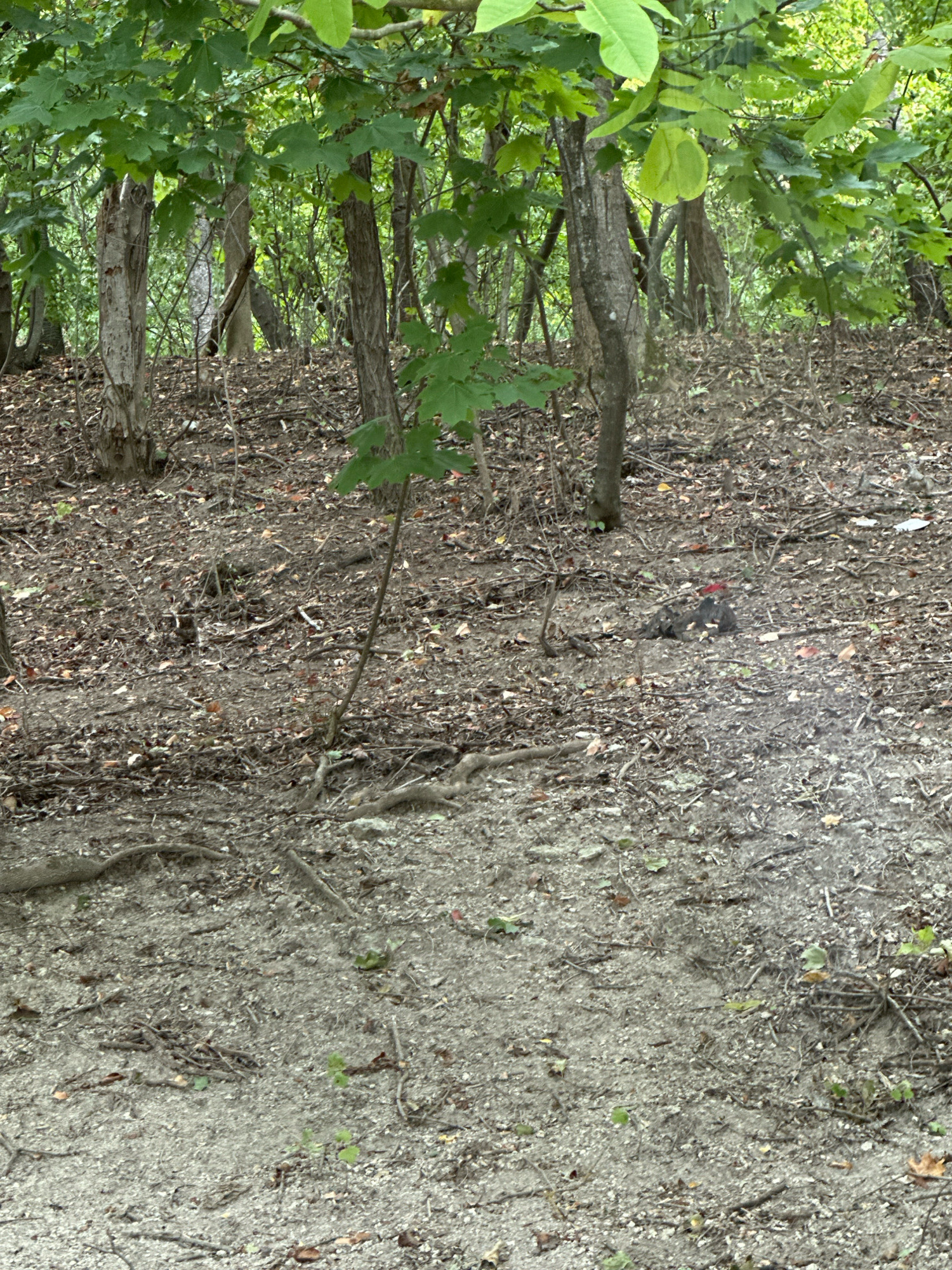 The image depicts a woodland scene, likely in Makiv, Ukraine, characterized by a forest floor covered in leaves, twigs, and exposed roots. The vegetation consists of trees with lush green foliage and smaller saplings emerging from the ground. In the mid-ground, near the right side of the frame, a small bird with black and red plumage is visible, appearing to be foraging on the ground amongst the debris. The overall impression is of a natural, uncultivated forest environment.