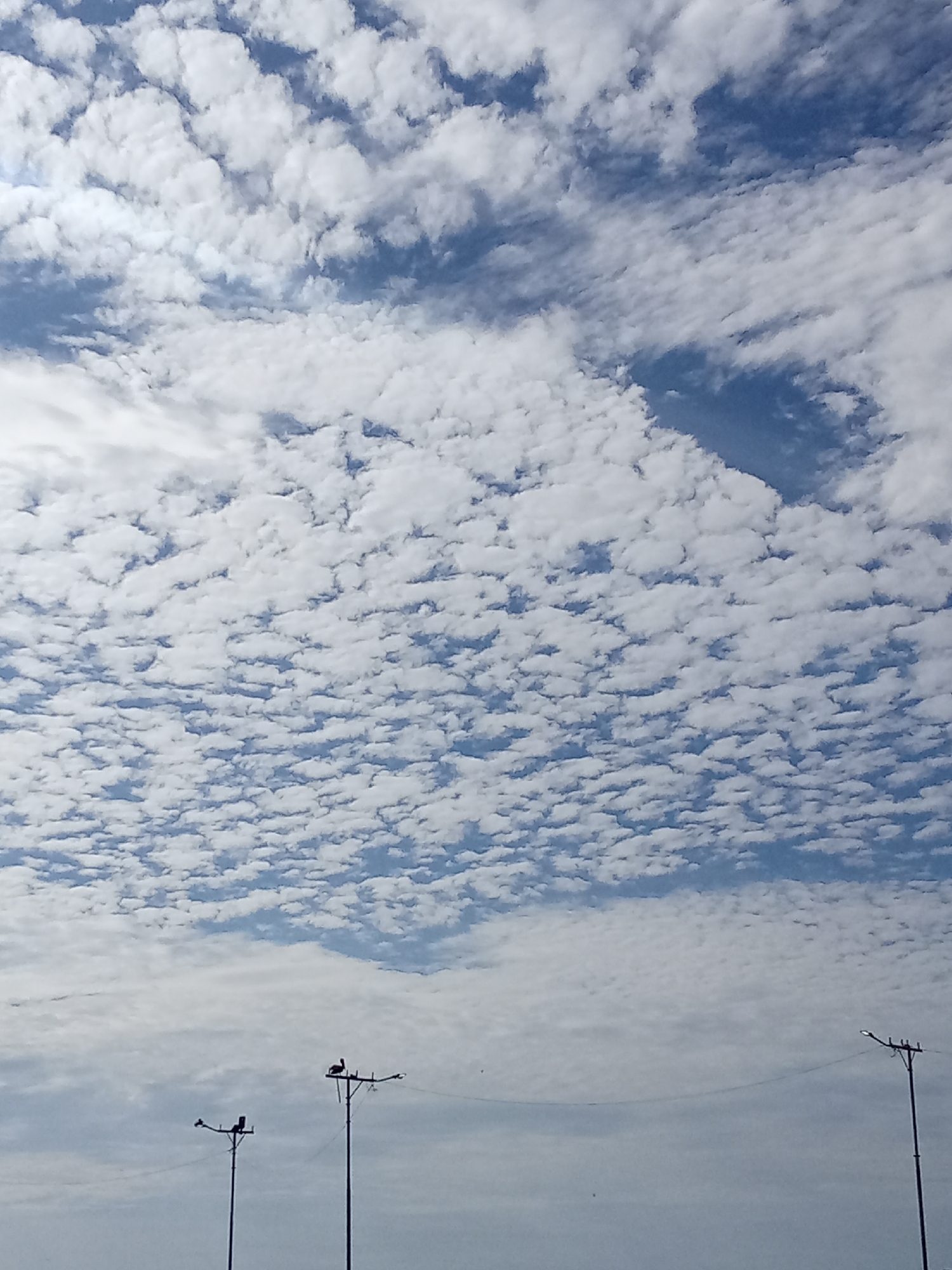 The image shows a sky filled with altocumulus clouds in Juan Griego, Venezuela. Three light posts are visible in the lower part of the frame. Two birds are perched on the middle light post.