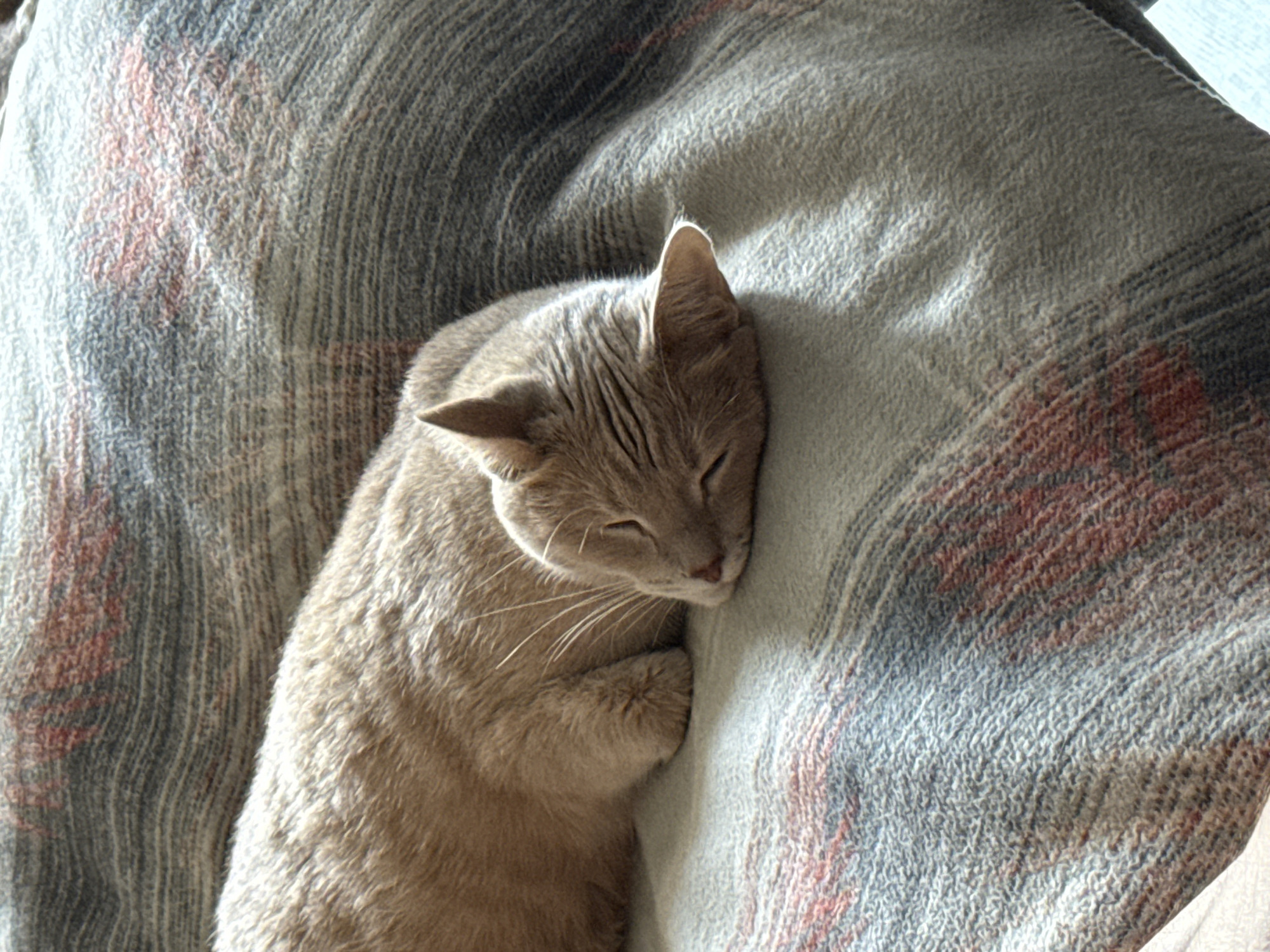 A light-colored cat, possibly a fawn or lilac tabby, is seen sleeping peacefully on a textured blanket in an indoor setting. The cat is curled up, with its eyes closed and its head resting on its tucked front paws. Its whiskers are visible, and its fur appears soft and short-haired. One ear is prominent, catching a bright highlight from natural light, suggesting it's daytime.
The blanket features a woven pattern with shades of grey, blue, and reddish-brown or terracotta, visible as stripes and abstract shapes. The fabric has a soft, slightly napped texture, contributing to the cozy atmosphere. Soft shadows and highlights across the blanket and the cat indicate ambient natural light, likely from a nearby window. The overall scene conveys a sense of tranquility and comfort. There is no visible text in the image.