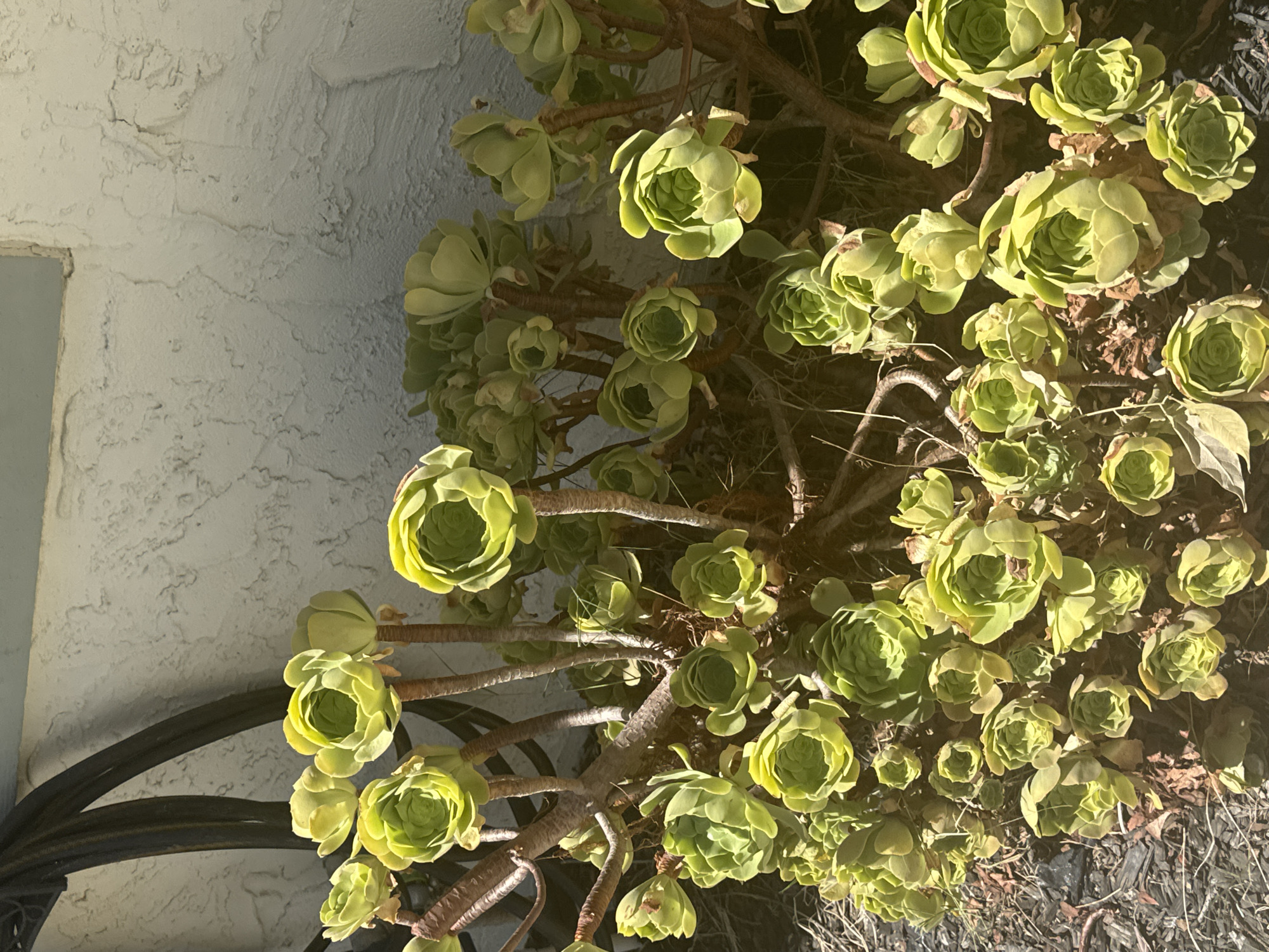 A close-up, eye-level, outdoor shot captures a cluster of green succulents in Roseville, California. The plants, characterized by their tightly spiraled rosettes of leaves, are positioned against a textured, light-colored wall with a dark, curved object partially visible in the upper left quadrant, possibly a hose or a piece of garden equipment. The succulents exhibit varying shades of green, with some appearing almost yellow due to sunlight. The ground beneath the plants is covered with dark mulch and dry leaves. The lighting suggests a sunny day, casting shadows and highlighting the succulent leaves. The scene is static, with no people or animals present.