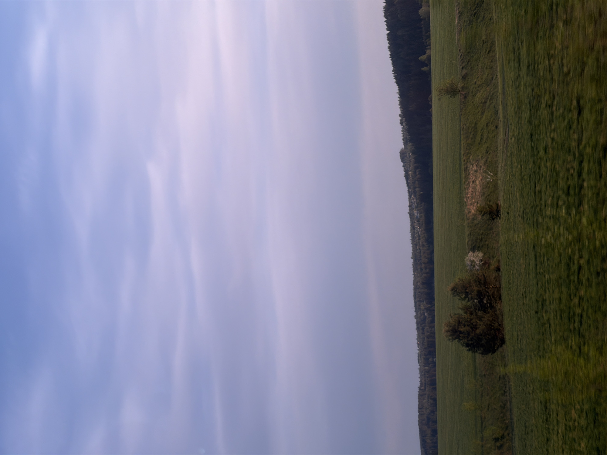 The image shows a rural landscape, potentially in the vicinity of Забегалово, Russia, though precise location within the city cannot be determined from the image. The left side is dominated by a cloudy sky with pale blue and white hues. The right side features a green field, likely agricultural, abutting a line of trees. A few bushes or small trees are interspersed within the field. The image appears rotated approximately 90 degrees clockwise.