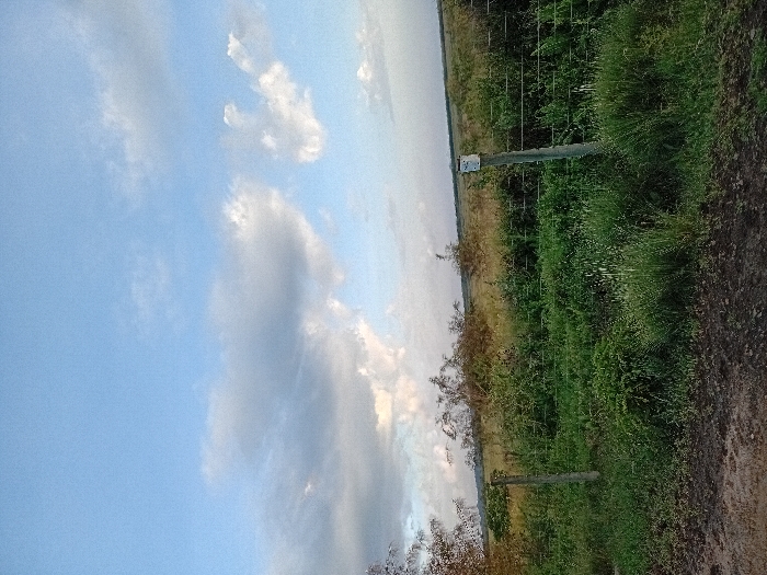 The scene depicts an outdoor landscape in Naro Moru, Kenya, under a partially cloudy sky with predominant light blue and white-grey cloud formations. The foreground comprises a dirt path or exposed soil with scattered patches of green grass and small weeds. A wire fence, consisting of multiple horizontal strands, extends across the midground. Two wooden fence posts are visible; one on the left is partially obscured by vegetation, while the more prominent post on the right features a small, light-colored rectangular object affixed to its top section. Dense green vegetation, including tall grasses and various bushes, grows extensively on both sides of the fence and extends into the background. The background reveals a vast, flat plain covered in vegetation, appearing greener closer to the midground and transitioning to a more yellowish-brown hue further towards the distant horizon. No people or animals are present, and no actions or interactions are depicted within the frame.