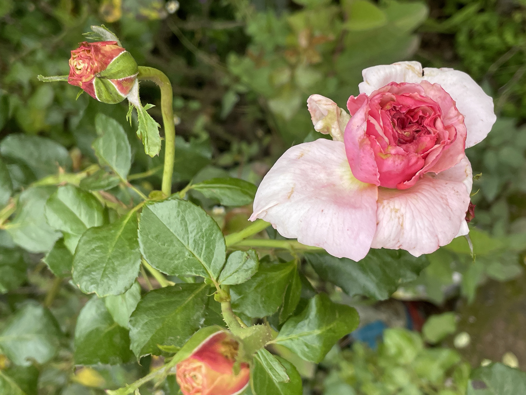 The image shows a close-up view of a rose bush in an outdoor setting. The main subjects are two rose buds and one partially opened rose flower, along with green leaves and stems. One rose bud, on the left side of the image, is mostly closed with visible red and green petals. Another rose bud, at the bottom of the image, is even more closed and appears to be an orange-red color. A partially opened rose flower, on the right side of the image, displays delicate pink and white petals, with the inner petals showing a deeper pink hue. The rose petals appear slightly wilted, suggesting it might be late in its blooming cycle or have been exposed to elements.
The background consists of blurred green foliage, indicating a garden or natural environment. There are also hints of other colors, possibly from other plants or objects in the background, including some blue and red. The lighting suggests it is daytime, with soft light illuminating the flowers and leaves. No people are visible in the image. The scene evokes a natural and serene ambiance, focusing on the delicate beauty of the roses.
The location context provided is Barakin Lerawi, Nigeria, which suggests the setting is likely a garden in this region. There is no visible text in the image. The activity taking place is simply the observation of the roses in their natural growth stage. Notable details include the stage of bloom of each rose, the texture and color of the petals and leaves, and the natural, slightly unkempt appearance of the foliage.