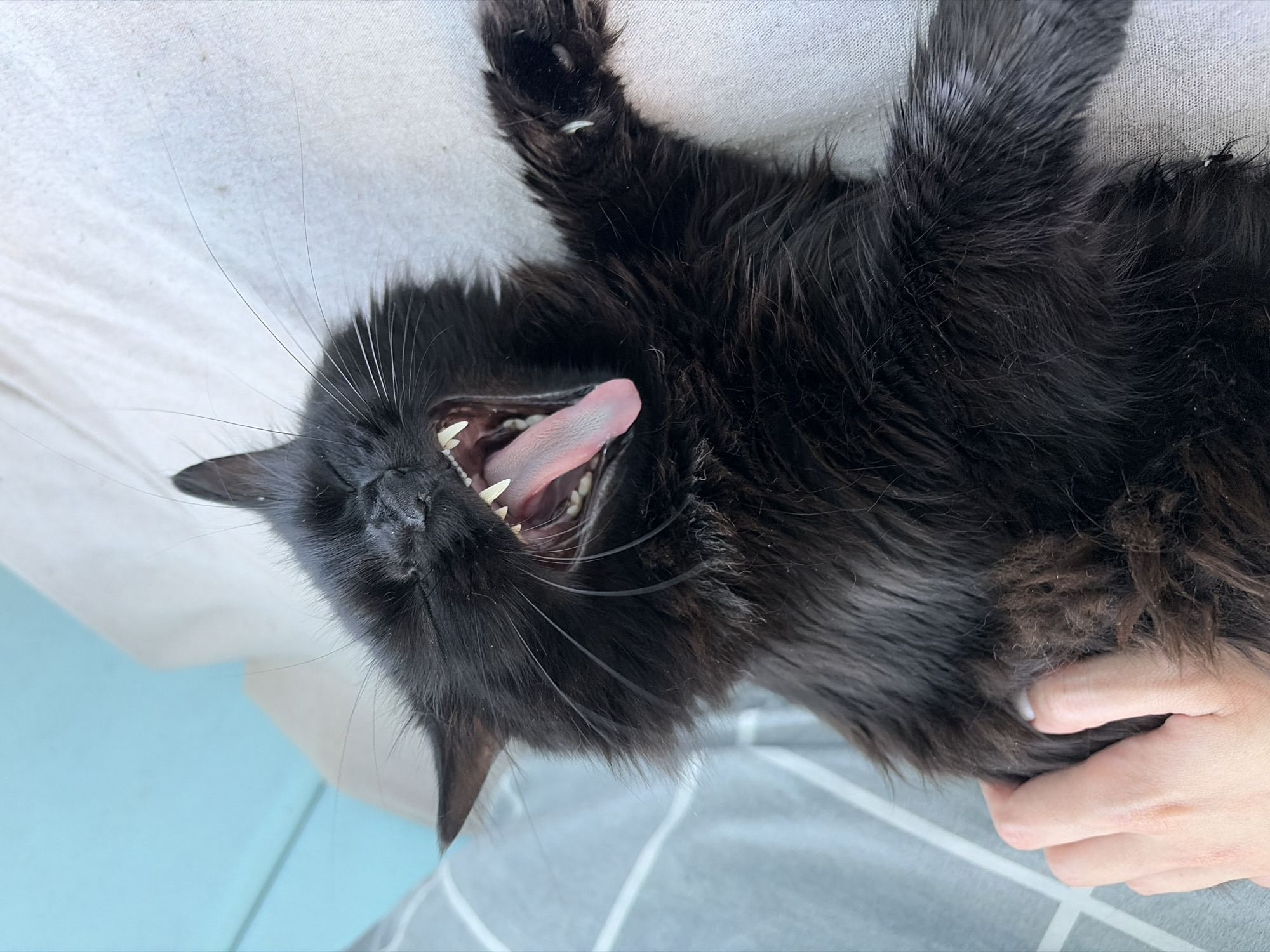 A black cat is lying on its side on a light-colored, textured surface, possibly a bed or sofa. The cat's mouth is wide open in a yawn, revealing its pink tongue, sharp teeth, and gums. Its eyes are partially closed. A human hand with fair skin and short fingernails is resting on the cat's back, stroking its fur. The background shows a light blue wall and a striped patterned surface, possibly a blanket or curtain. The image appears to be taken indoors, in a domestic setting. There are no visible clues to suggest this is located in Kyiv, Ukraine.