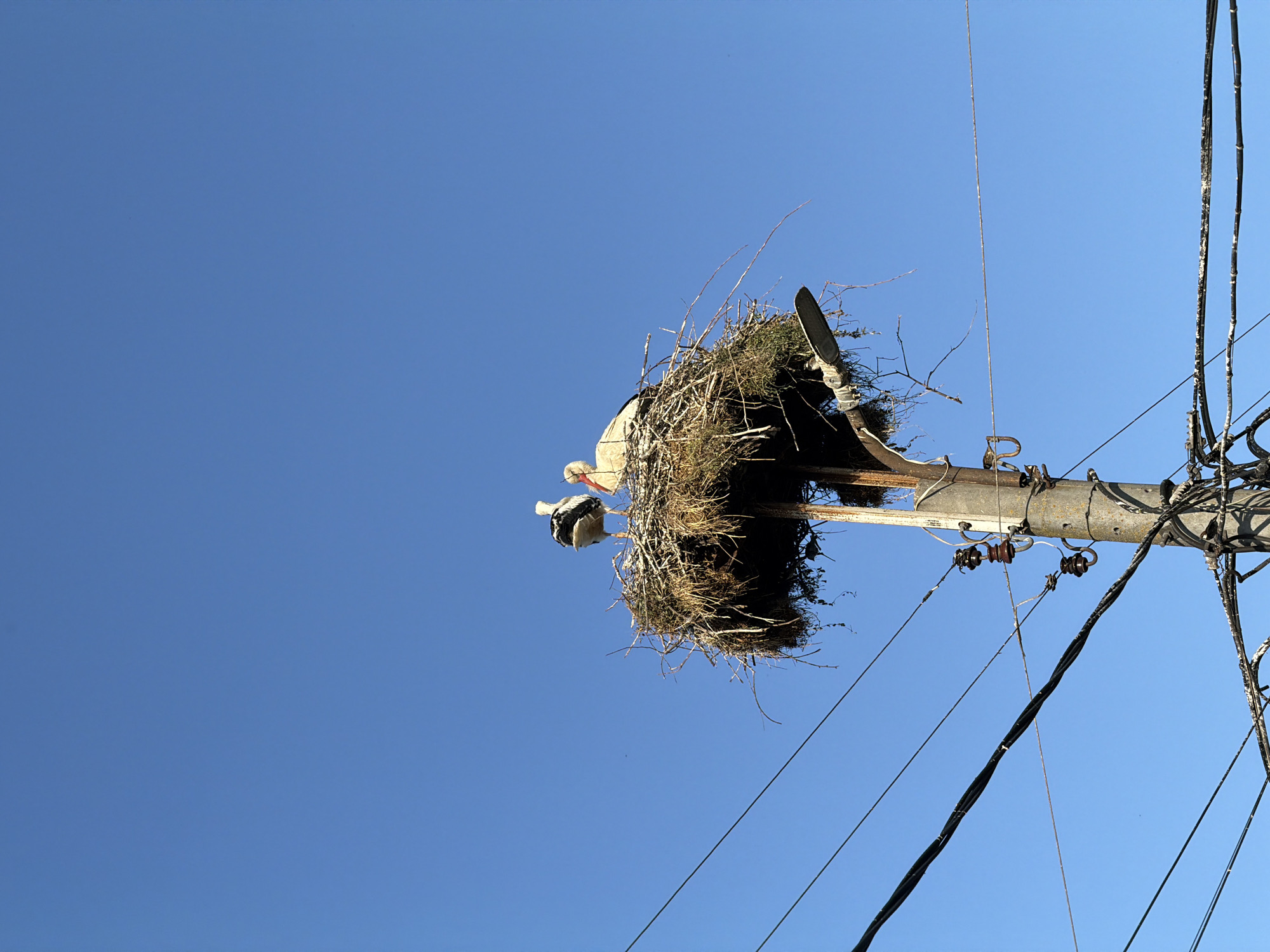 In the city of Tvarditsa, Bulgaria, under a clear blue sky, a large stork's nest is built atop a utility pole. The nest, constructed from twigs and grass, houses two storks. One stork is facing away from the viewer, displaying its black and white plumage, while the other is facing the camera, its white body and red beak visible. Several electrical wires crisscross the lower part of the frame, attached to the utility pole which also supports a street lamp partially obscured by the nest's branches. The scene is dominated by the vibrant blue of the sky, with the nest and birds as the central focus against this backdrop.