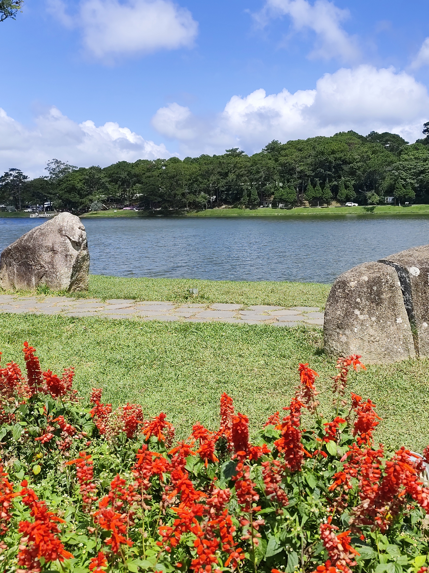 This image depicts a scenic view of Xuan Huong Lake in Da Lat, Vietnam. In the foreground, a vibrant bed of red salvia flowers is in bloom. Behind the flowers, a grassy area is bordered by a stone pathway. Two large rocks are positioned on either side of the pathway, with the one on the left being larger and more prominent. The middle ground features the calm, blue waters of Xuan Huong Lake. The background is dominated by a dense line of pine trees that form the treeline along the lake's edge. Above the trees, a bright blue sky with scattered white clouds completes the scene. The overall impression is one of natural beauty and tranquility.