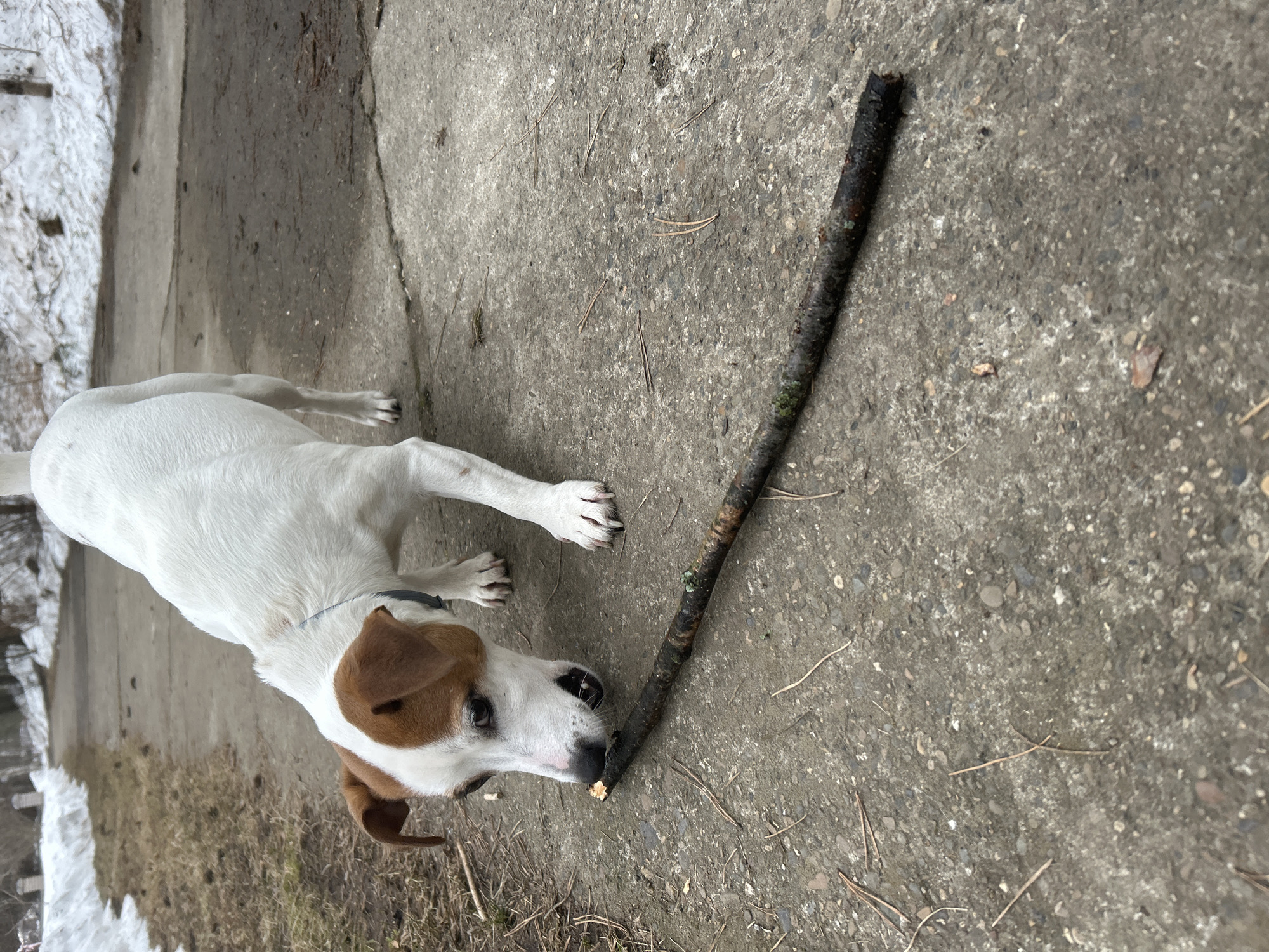 A medium-shot, slightly angled overhead photograph shows a Jack Russell Terrier lying on a concrete surface next to a long, dark stick. The dog is mostly white with brown markings on its head and ears. It is chewing on one end of the stick. The concrete surface is mottled gray, and scattered pine needles lie on it. In the background, to the left, is a patch of snow and some trees. The location is speculated to be in the city of Chaikovsky, Russia. No people are visible. The dog's action is chewing on the stick.