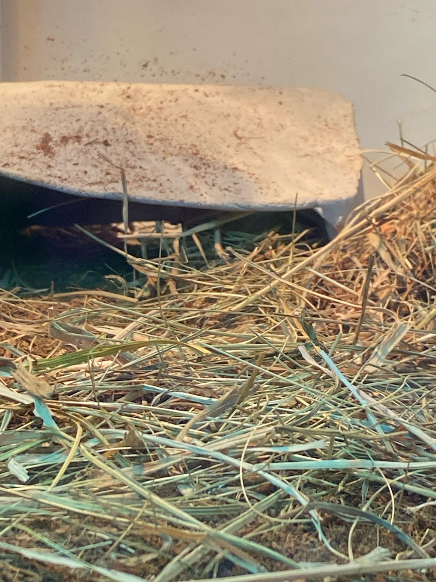 The image shows a close-up view of a burrow or hiding place made of hay or dried grass, with a light-colored, curved object forming the roof or entrance. The material appears to be dry and slightly dusty. The lighting suggests an indoor environment, possibly a terrarium or cage. There is no information about the location in Katowice, Poland, or any people or actions taking place. The scene is static and focuses on the texture and composition of the bedding material and the entrance to the burrow.