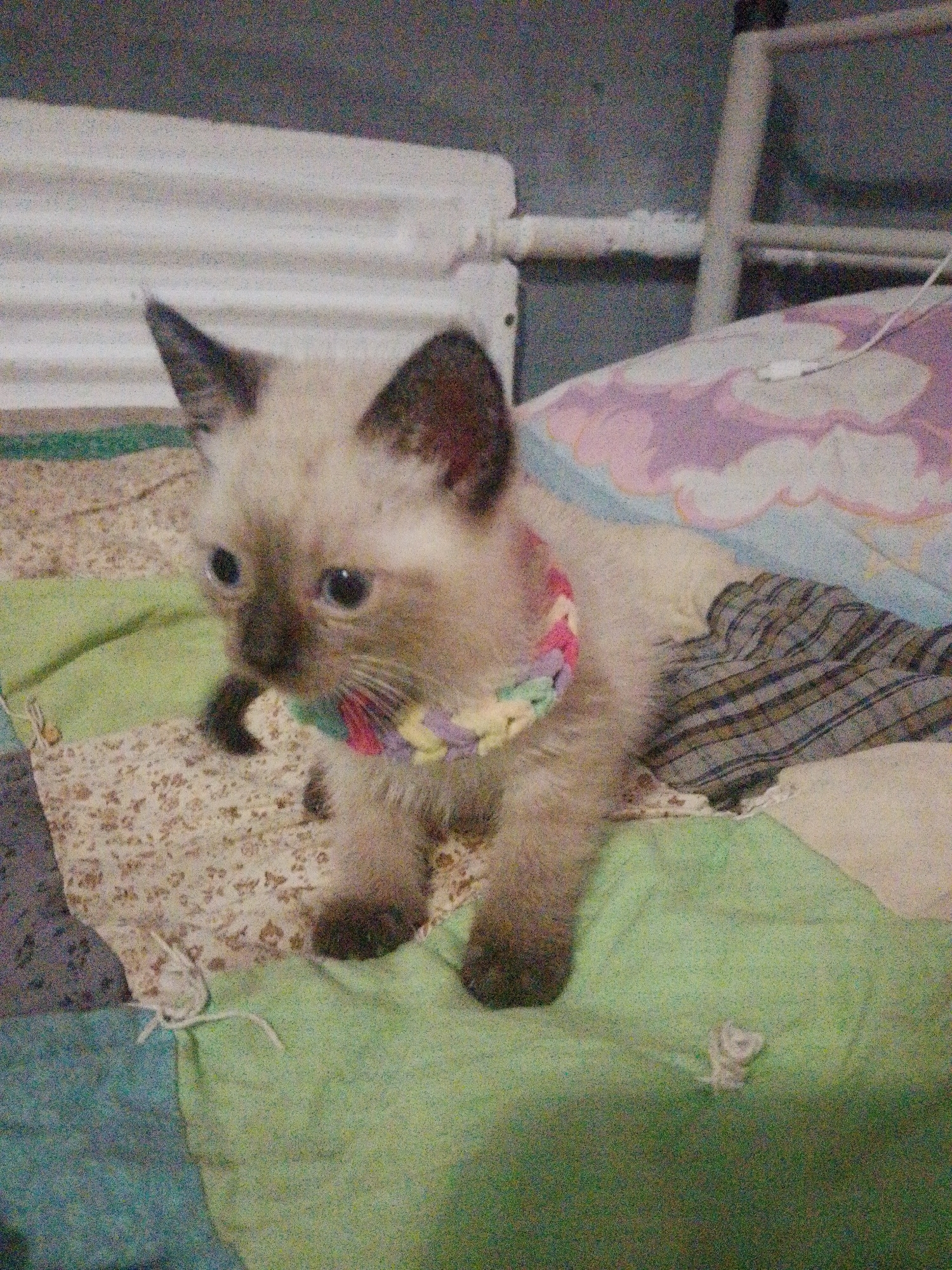 A Siamese kitten wearing a crocheted, multi-colored collar sits on a patterned blanket. The kitten's fur is light brown with darker points on its ears and face. Its eyes are wide and dark. The background shows a white railing and a wall, with a colorful blanket featuring clouds in the upper right corner. This image is not from Inhulo-Kamianka, Ukraine.