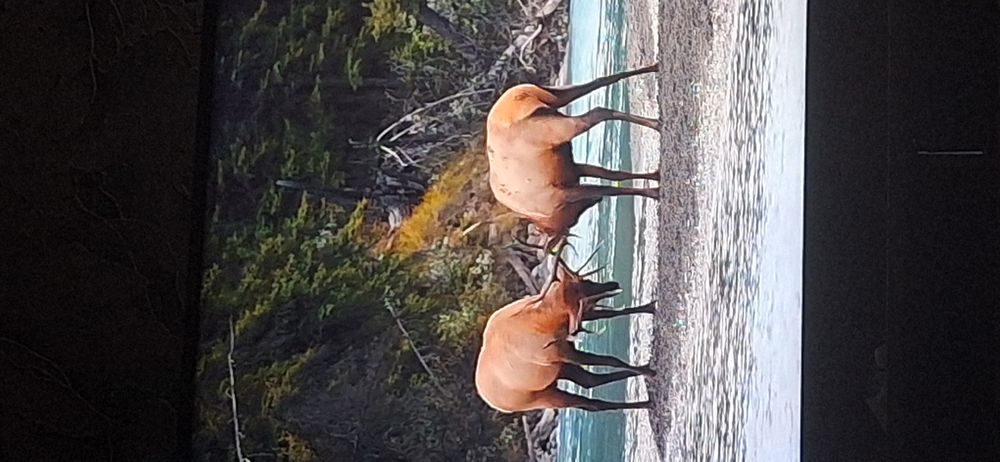 Two elk, one facing left and the other facing right, are standing on a gravelly shore of a river, with their antlers locked together in a struggle. The elk have light brown fur and dark legs. The river is a bright turquoise color, and the shore is covered in light brown gravel and some larger rocks. Behind the elk is a dense forest with green trees and some dead, fallen branches. The sky is not visible. The image is framed by a dark border at the top and bottom, suggesting it is a photograph taken from a screen or a framed picture. The scene depicts a natural environment, likely in a wild or park area. There is no indication this image is related to Bila Tserkva, Ukraine.
