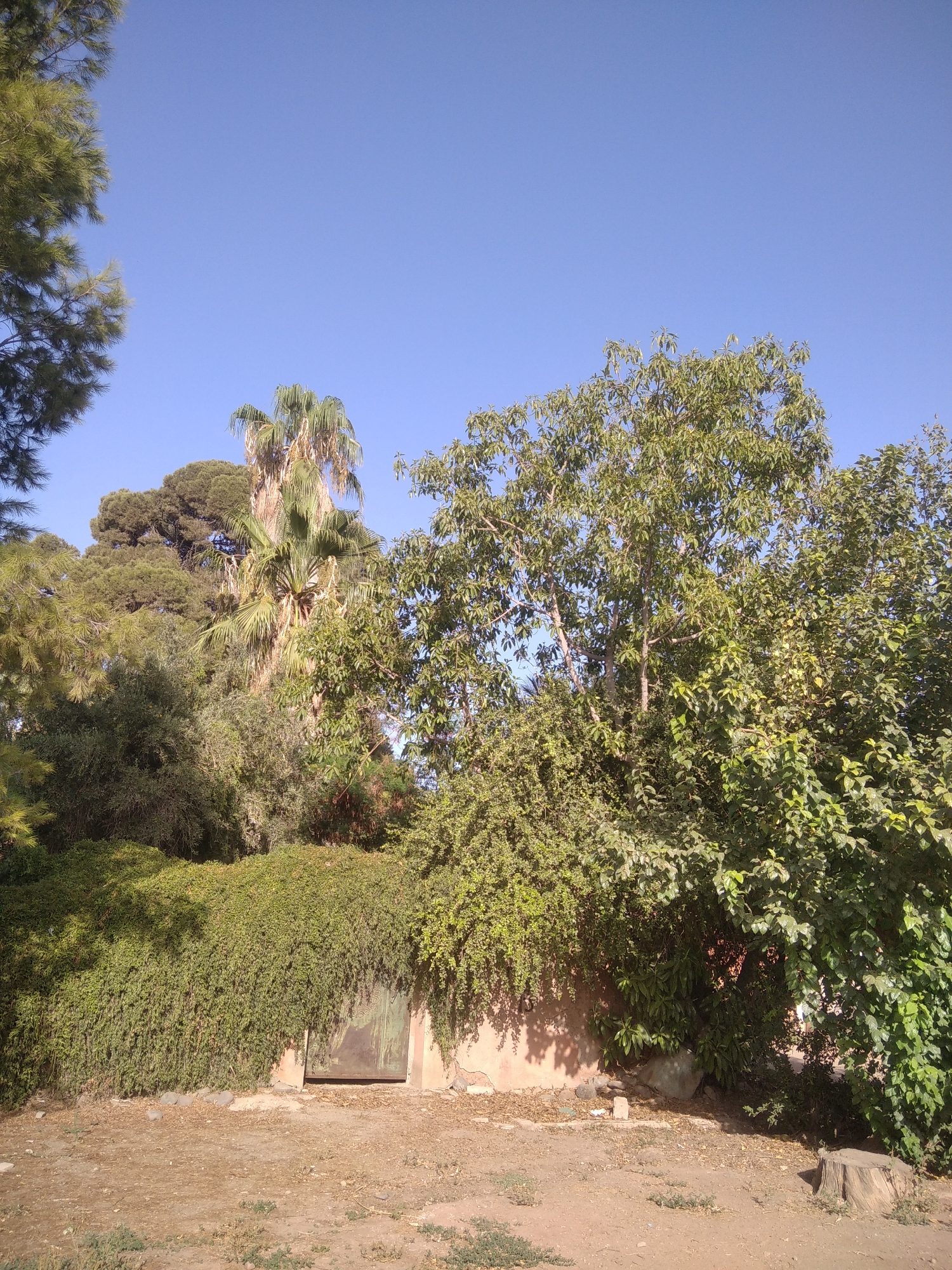 The image depicts a sun-drenched scene with a clear blue sky above a lush green environment. In the foreground, a dirt path with sparse vegetation leads towards a wall covered in dense ivy. A rustic metal door is partially visible within the ivy-covered wall. To the right of the door, a large tree with dense foliage dominates the view. Behind the ivy and to the left, various trees, including a prominent palm tree and pine trees, create a layered effect against the sky. The overall impression is one of a natural, possibly overgrown, outdoor area. The location is identified as a garden wall in the Palmeraie district of Marrakesh, Morocco.