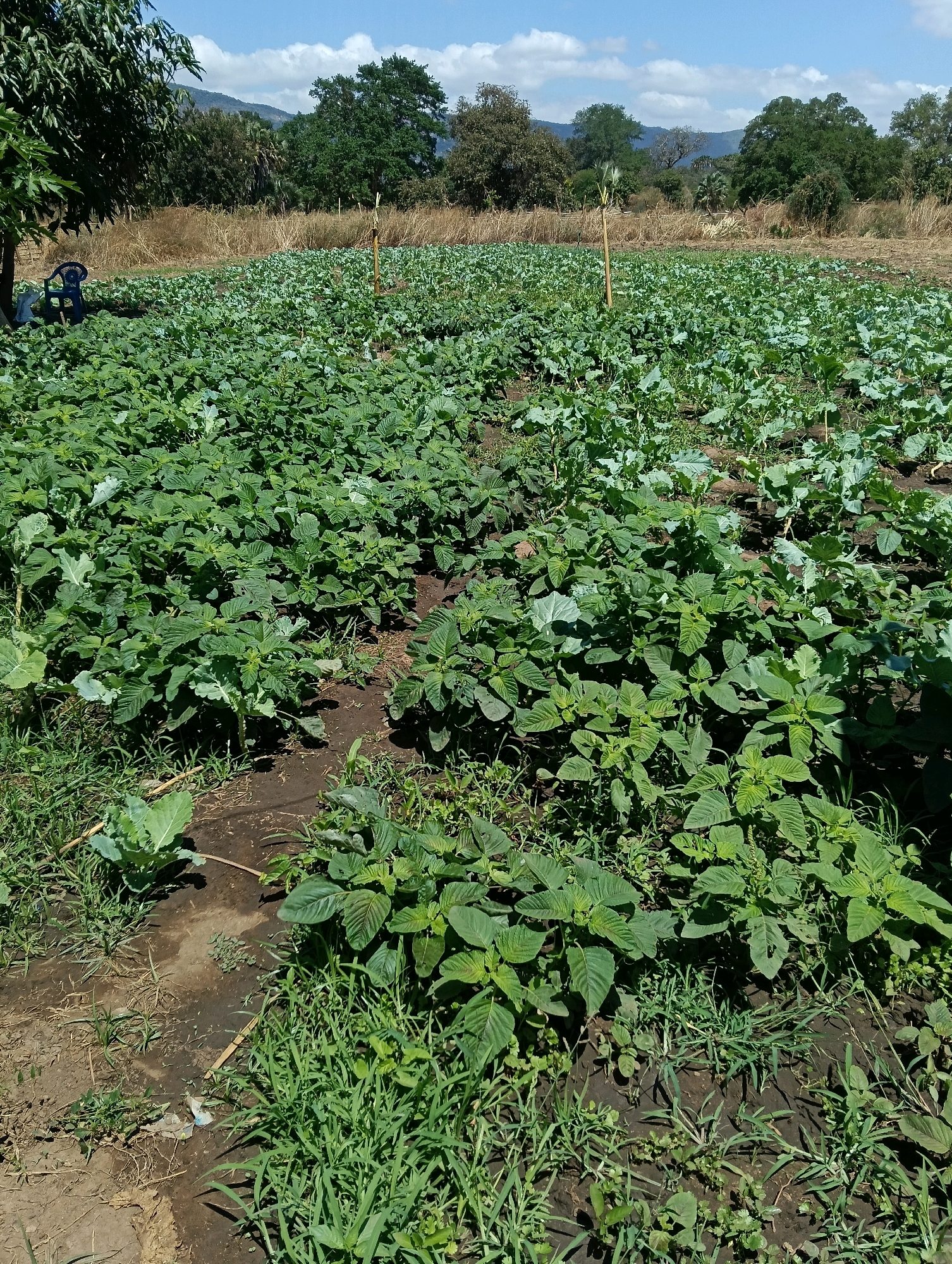 The image depicts a rural agricultural field in Mutitu/Kaliku Ward, Kenya, under a bright, partly cloudy sky. The field is densely planted with various green crops, appearing to be a mix of leafy vegetables, possibly including amaranth and some Brassica varieties like cabbage or kale. The crops are growing in dark, rich soil, with some patches of dry grass and weeds interspersed. In the foreground, a small amount of litter is visible on the ground. In the background, there is a line of dry grass and shrubs, beyond which are several mature trees and a distant, hazy mountain range. To the far left of the image, under the shade of a large tree, a blue plastic chair is visible, with a white object, possibly a sack, placed next to it. The overall scene suggests a working farm in a semi-arid or savanna-like environment.