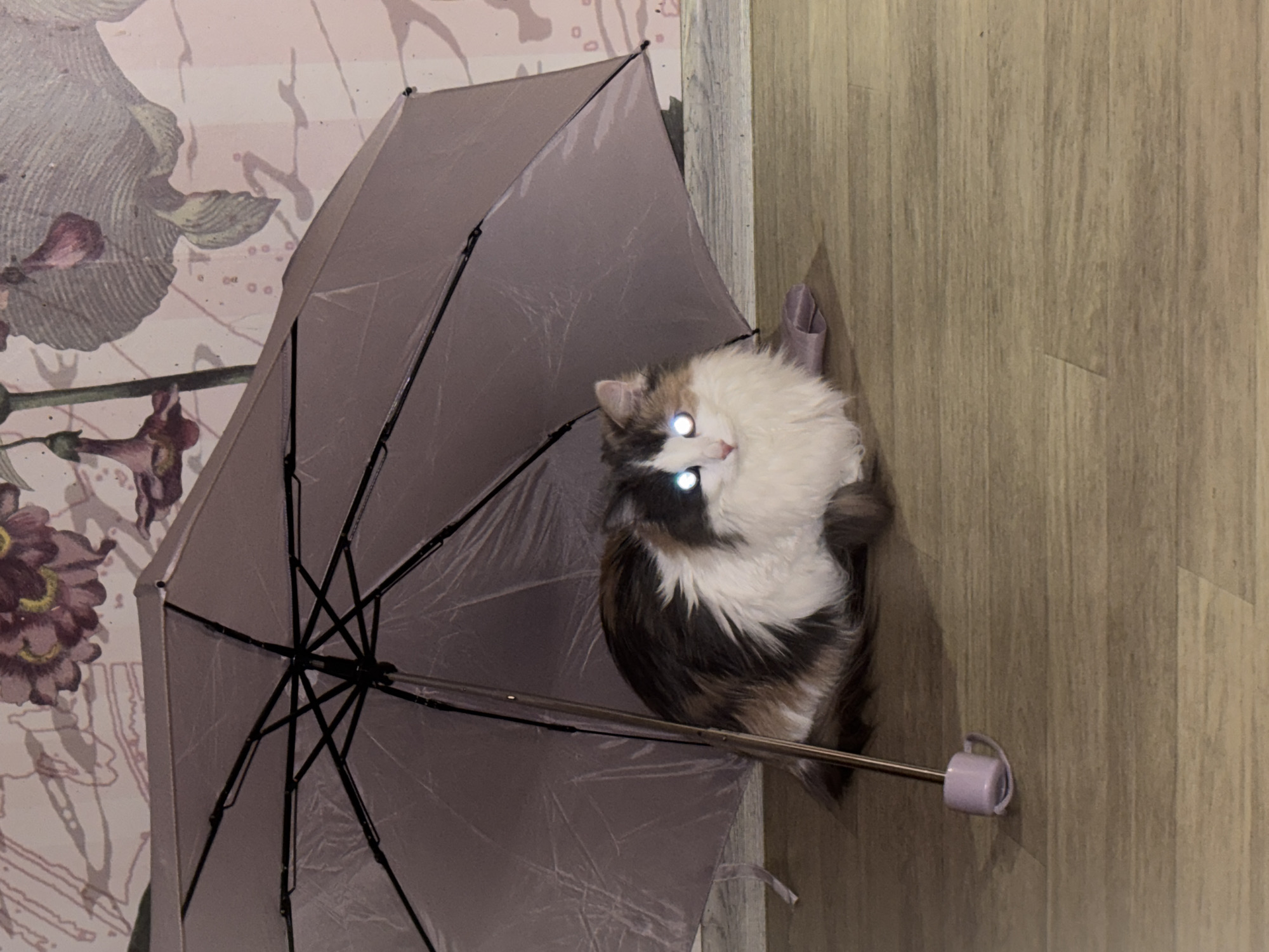A fluffy, long-haired calico cat sits under an open, lavender-colored umbrella. The background to the left shows a pink wall with a floral pattern. To the right is a light-brown, vertically-paneled wall. The cat's eyes are reflecting light, giving them a glowing appearance. The scene is indoors. There is no indication of the location being Perm, Russia.