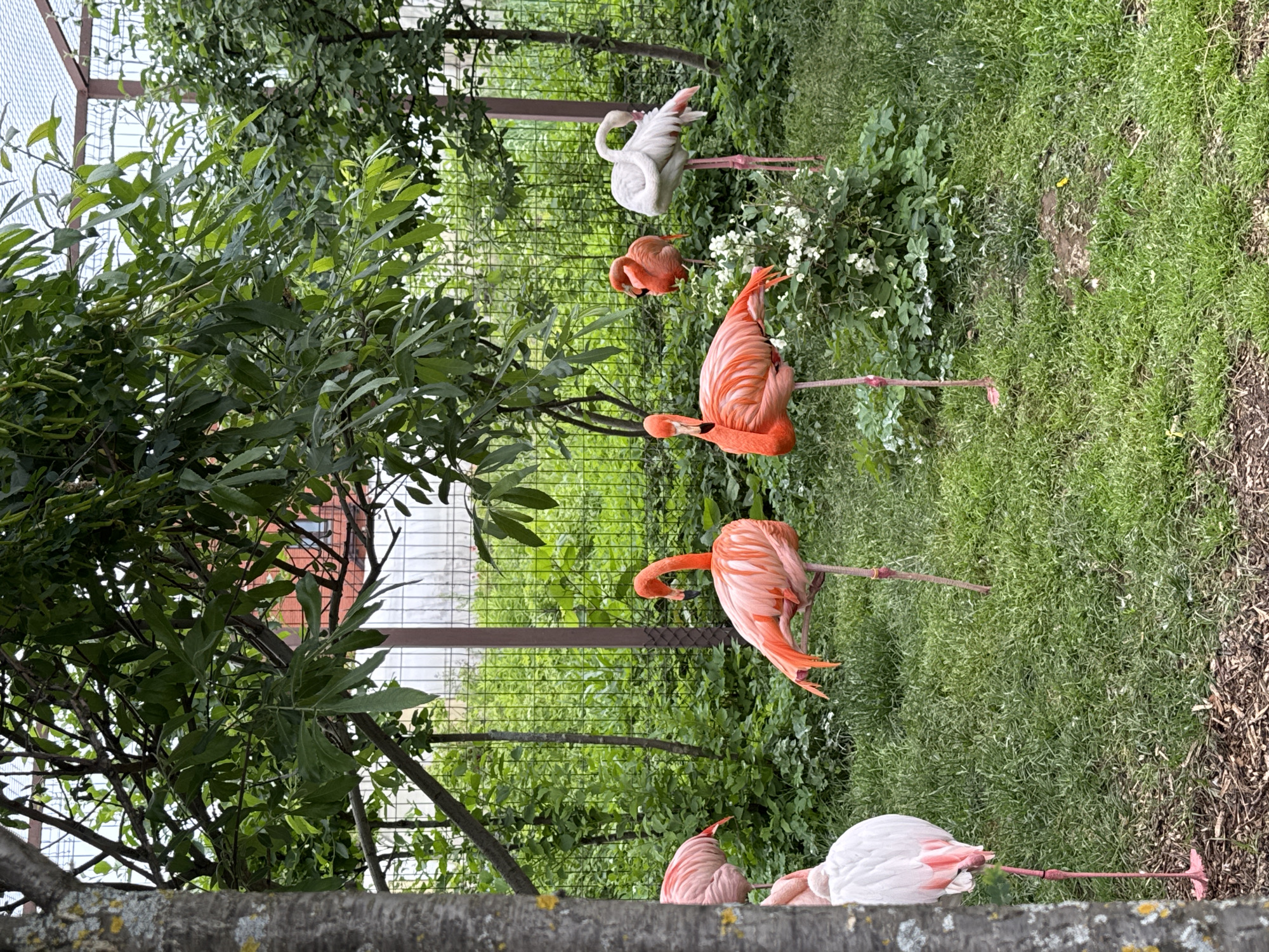 This image captures an outdoor avian enclosure, likely within a zoological park, located in Izhevsk, Russia. The scene depicts a group of at least seven flamingos inhabiting a grassy area surrounded by lush green foliage and a protective wire mesh fence.
In the foreground, slightly to the left of center, a vibrant orange-pink flamingo stands balanced on its right leg, its left leg tucked. Its head is raised and turned towards the left. Immediately to its right and slightly behind it, another similar orange-pink flamingo is poised on one leg, with its head curved back into its plumage. Further to the right, a reddish-orange flamingo stands on two legs, its head also tucked backward. On the far right, a pale pink and white flamingo is observed standing on one leg, its long neck curved backward with its head resting on its body. Two additional flamingos, one partially obscured by a tree trunk on the far left, and another mostly hidden behind it, display pale pink and white plumage; the visible parts indicate standing postures.
The ground consists primarily of vibrant green grass, interspersed with areas of light brown wood chips or mulch, particularly in the immediate foreground near the base of a large tree. The tree on the far left has a sturdy trunk with mottled grey bark. Various deciduous trees and dense green bushes with small white flowers are present throughout the enclosure, forming a rich natural backdrop. A wire mesh fence, supported by dark metal posts, delineates the rear boundary of the enclosure. Beyond the fence, a reddish-brown building with a visible window can be seen in the upper left background. An overhead mesh structure, presumably to prevent avian escape, is partially visible in the upper sections of the image. The lighting is diffuse and even, suggesting an overcast daytime environment. No human subjects are visible in the frame.