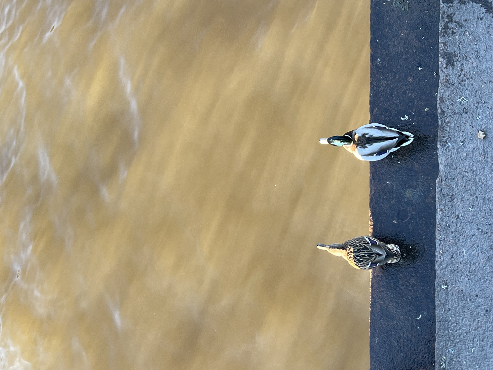A high-angle shot captures two ducks on a dark-colored stone embankment adjacent to a body of water. One duck is a male mallard, and the other is a female mallard. The water is brown. The location is St. Petersburg, Russia.