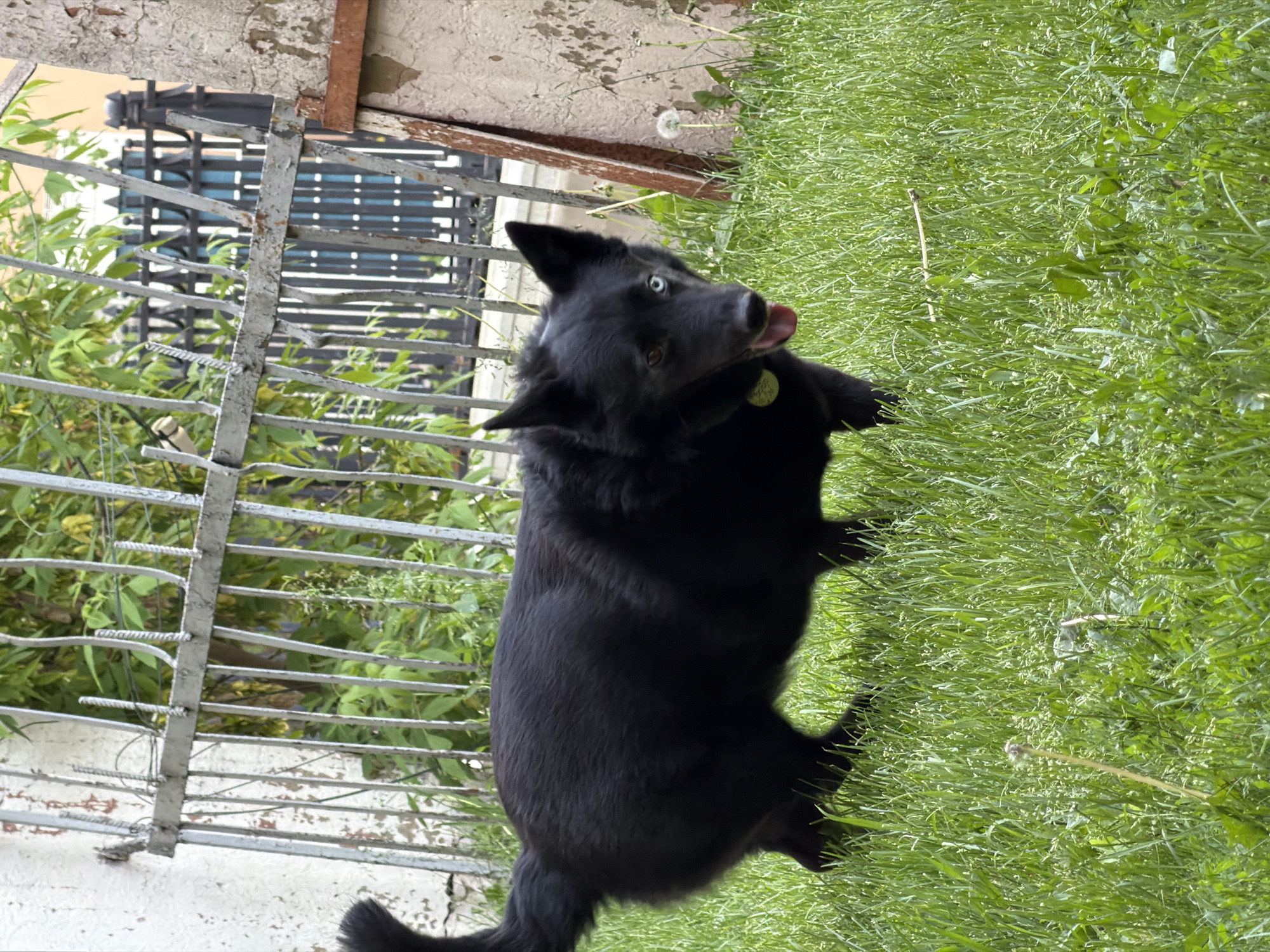 A medium shot depicts a black dog standing on lush green grass. Its tongue is protruding, and one eye is blue, contrasting with its dark fur. Behind the dog is a weathered metal fence with climbing greenery, suggesting a yard or garden setting. Beyond the fence, part of a building or structure is visible. The image is taken outdoors in daylight, with the camera rotated so the ground is on the right. The exact location cannot be determined from the image.