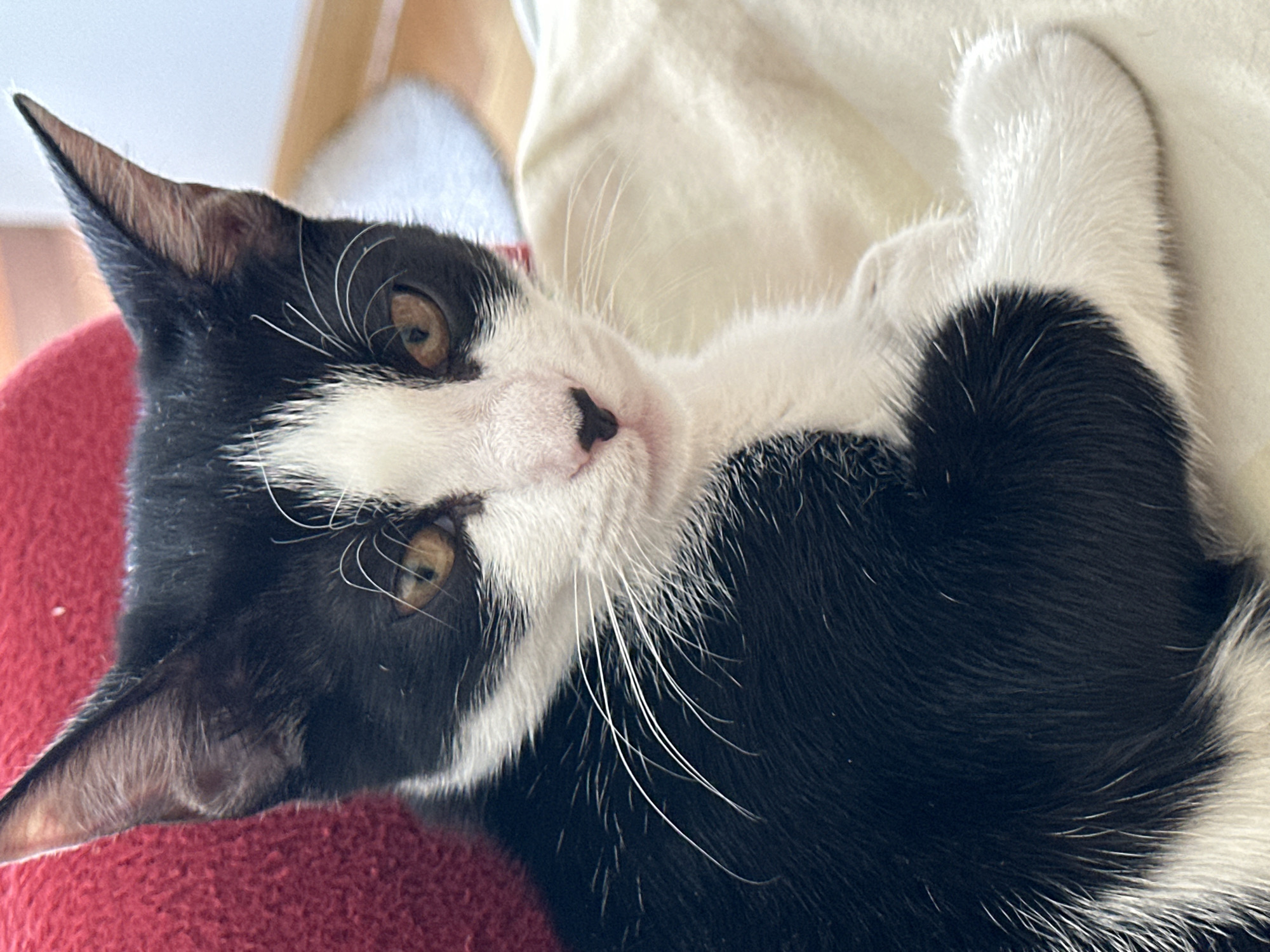 A black and white kitten with yellow eyes is pictured in a close-up shot. The kitten is lying on a light-colored surface, likely a blanket or bed, and is positioned at an angle, looking towards the right of the frame. Its fur is short and appears soft. The background shows a blurred red object on the left and a wooden floor or surface on the right. The lighting suggests an indoor environment, possibly a home. There is no discernible location within the city of Budva, Montenegro, indicated in the image.