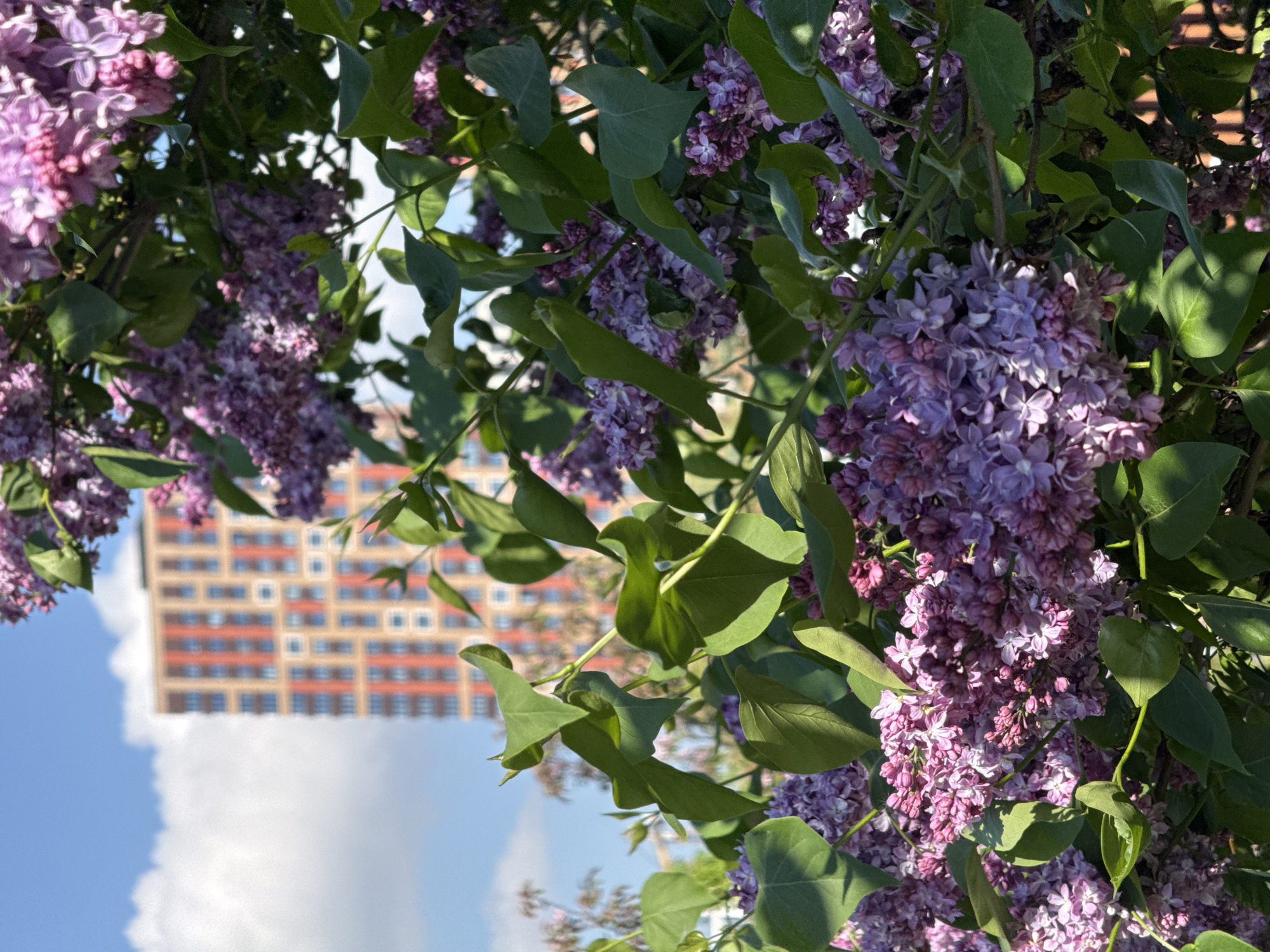 The image presents a view of lilac blossoms in full bloom, with a blurred high-rise building visible in the background against a blue sky with scattered clouds. The building has a patterned facade, predominantly red and beige, with visible windows. The lilac blossoms are primarily shades of purple and pink. Based on architectural style and general urban landscape, the location is possibly Moscow, Russia.