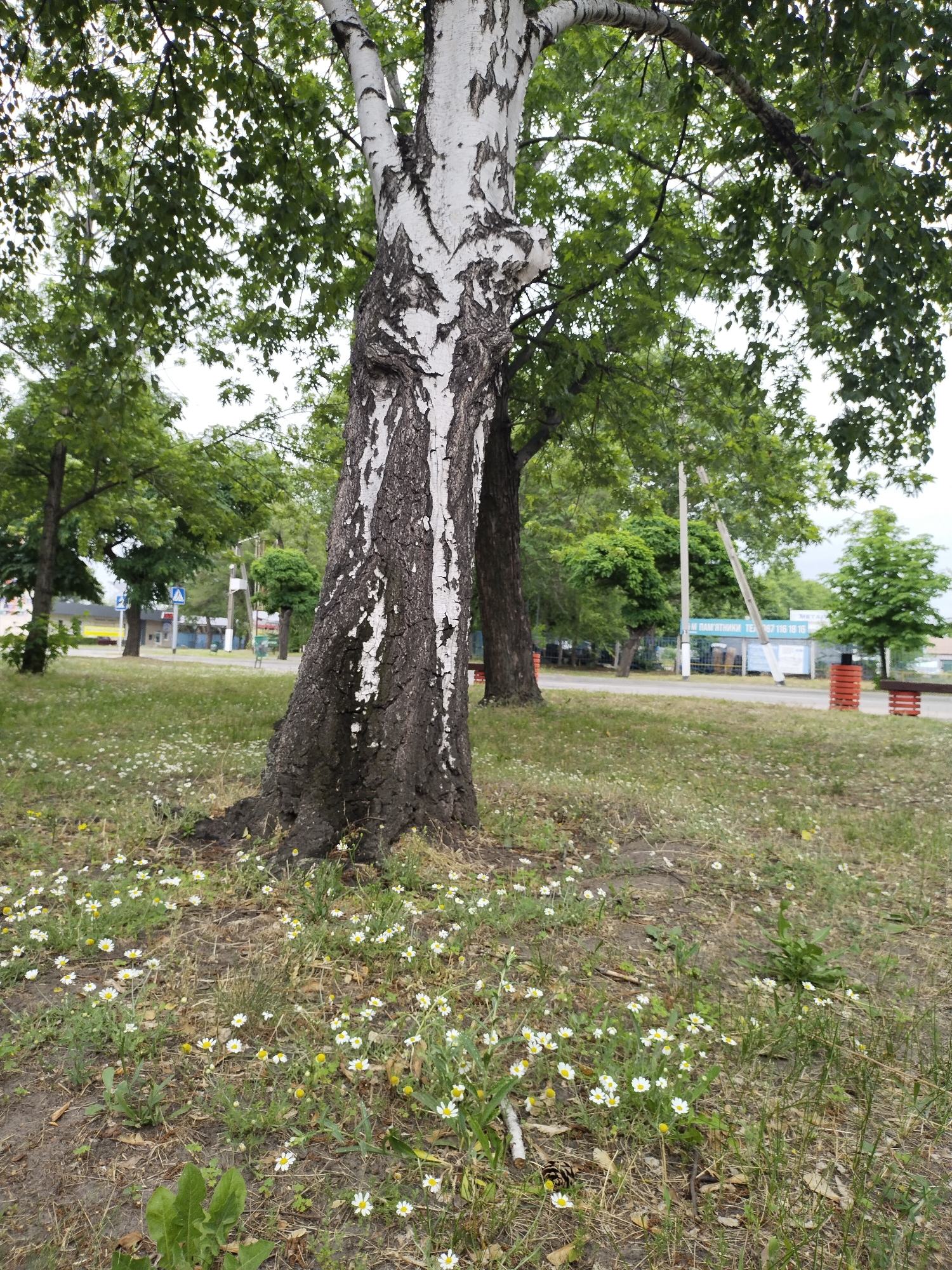 In Horishni Plavni, Ukraine, the scene captures a tree-lined area with a prominent birch tree in the foreground. The ground is covered with sparse grass and a multitude of small white daisies. In the background, a road is visible with a light blue bus stop shelter displaying Cyrillic text. Several trees with green foliage line the opposite side of the road, and there are orange benches with wooden seats along the roadside. A utility pole stands near the bus stop. The sky is overcast.