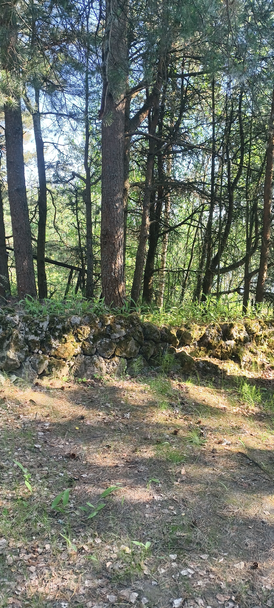 The image depicts a woodland scene. In the foreground, the ground is covered with dry leaves, pine needles, and sparse green grass, with a few small plants emerging. A low, rough stone wall, partially covered in moss and lichen, runs horizontally across the middle ground. Behind the wall, a dense forest of tall pine trees dominates the background, with sunlight filtering through the branches, creating dappled shadows on the ground. The sky is visible in the upper portion of the image through the canopy. The scene appears to be located in a natural, undeveloped area. There are no people or animals visible in the image. The location is identified as Kostyaevka, Russia.