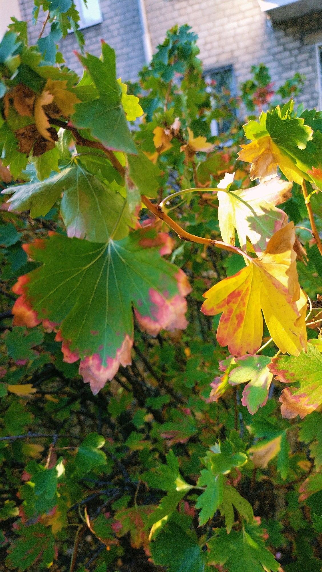 The image depicts a close-up view of a shrub with several leaves exhibiting autumn colors, predominantly green with patches of yellow, red, and pink at the edges. The shrub is positioned outdoors, with a blurred brick building visible in the background, suggesting an urban or suburban setting. The lighting indicates it is daytime, with sunlight illuminating the leaves. The location is identified as Horishni Plavni, Ukraine. There are no people, animals, or specific actions depicted in the image. The focus is on the natural elements of the shrub and its changing foliage.