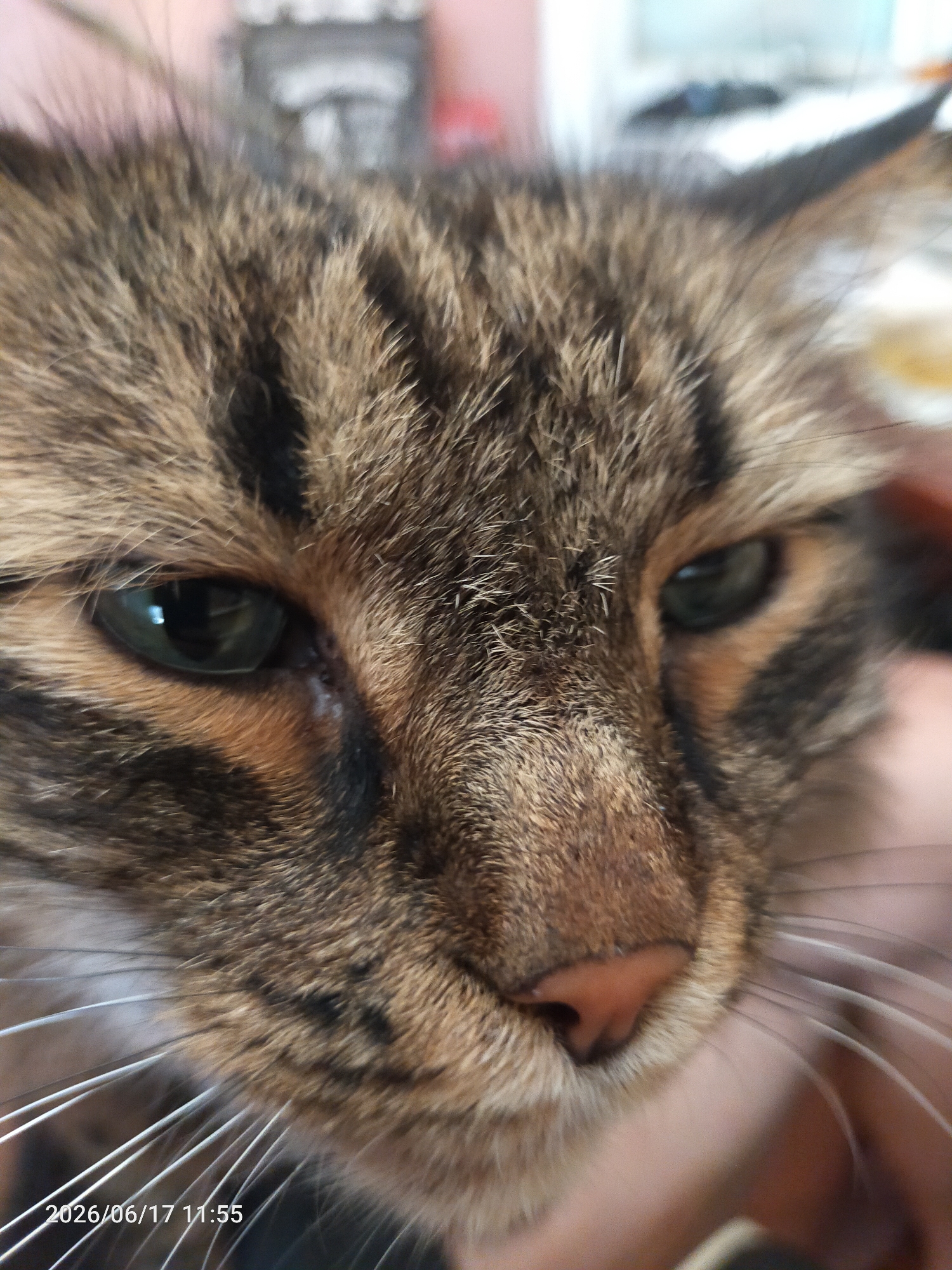 The image is a close-up, eye-level shot of a tabby cat's face, taken indoors. The cat's fur is brown and black striped, with hints of orange around its eyes and nose. Its eyes are green and appear to be looking slightly to the left of the camera. The cat's nose is pink. The background is blurred and out of focus, with hints of pink and white, suggesting an indoor environment. There are no people or other animals visible in the image. A timestamp, "2026/06/17 11:55", is visible in the lower left corner of the image.
