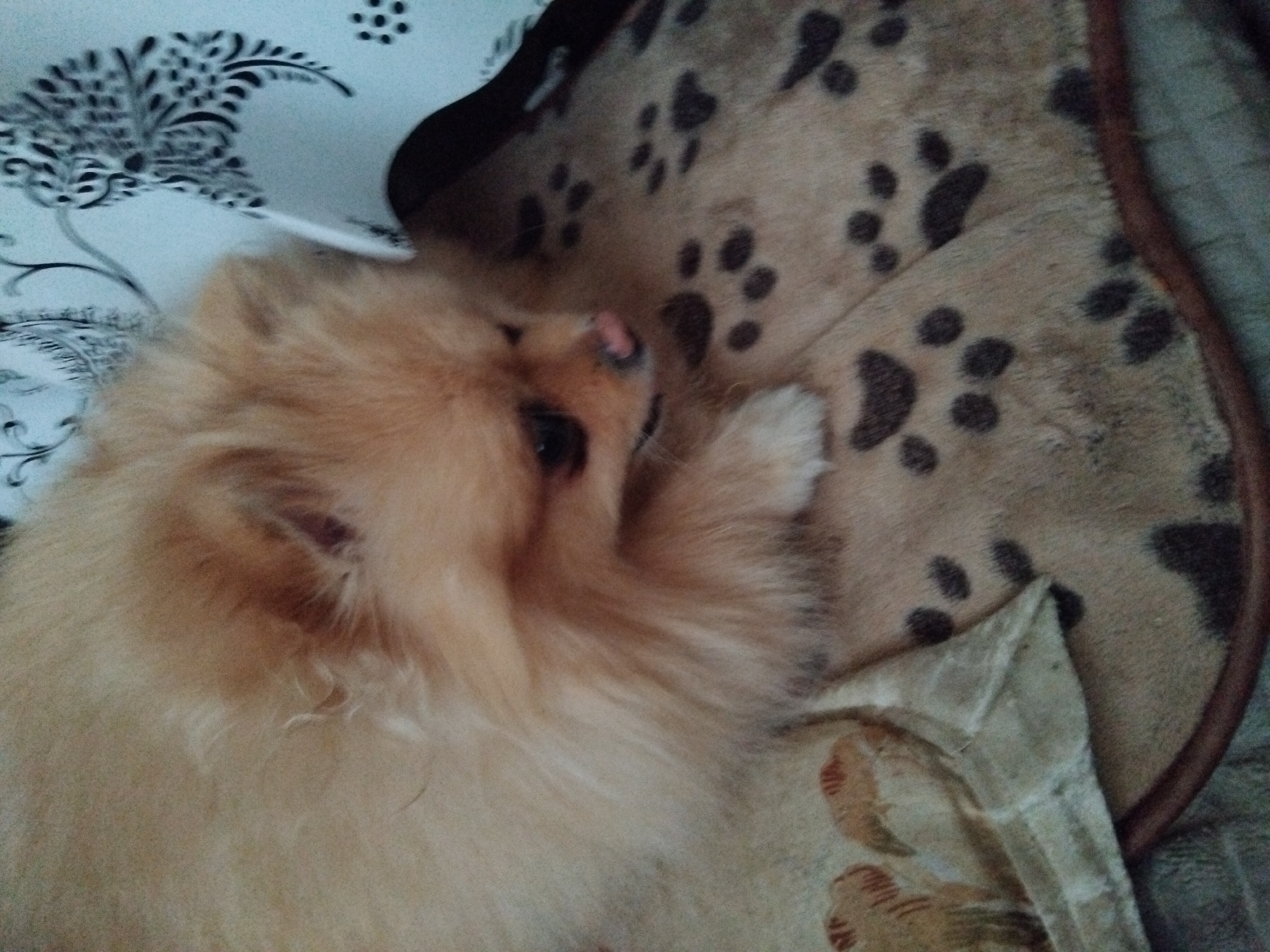 A Pomeranian dog with light brown fur is lying down on a blanket with a paw print pattern. The dog is looking to its left with its head slightly lowered. Its pink nose is visible. The blanket is on the floor, next to another fabric item with a faded pattern of what appears to be stylized animals or objects. In the background, a portion of a curtain with a black and white floral pattern is visible. The setting appears to be indoors, possibly a living room. There is no indication of the location being in Apriltsi, Bulgaria.