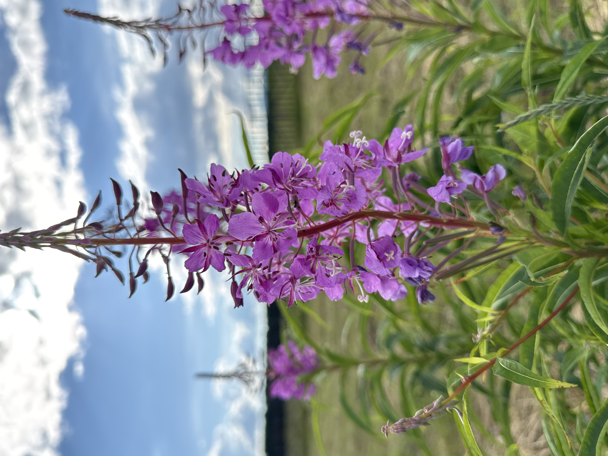 This media file is a vertical, close-up shot of a flowering plant with vibrant purple blossoms. The plant appears to be fireweed, characterized by its tall spikes of flowers and lanceolate leaves. The flowers are delicate with four petals and prominent stamens, some of which have white tips.
The image is a reflection, as evidenced by the inverted sky and clouds visible in the lower half of the frame, which mirrors the flowers and greenery above. The sky is a bright blue with fluffy white clouds, suggesting it is daytime, likely a clear and pleasant day. The background consists of more greenery and a hint of a fence or structure in the distance, adding context to an outdoor setting.
The composition creates a visually interesting juxtaposition of the living flora and its reflected image against the sky. The focus is sharp on the flowers in the foreground, with the background and reflection slightly blurred, giving a sense of depth. There is no visible text in the image. The overall mood conveyed is one of natural beauty and tranquility, capturing a moment in the growth cycle of the plant. The location context provided is Mursalimkino, Russia, which places the scene in a potentially rural or natural landscape setting.